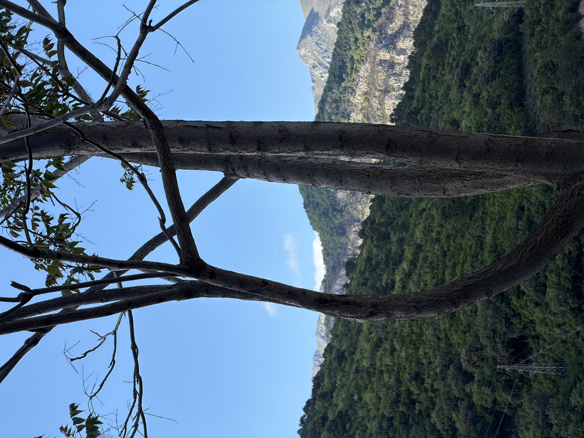This image presents a serene natural landscape, viewed through the intricate branches of a tree. The original file appears rotated 90 degrees clockwise, so the description assumes a correct upright orientation with the sky at the top.
In the immediate foreground, the thick, textured trunks and branches of a large tree dominate the left and central parts of the frame. These branches, ranging from stout to slender, are dark and show signs of bark texture, with some sparse green leaves clinging to the smaller offshoots. They create a natural, organic frame around the distant scenery.
Beyond the tree, a breathtaking mountainous vista unfolds under a clear, bright blue sky. The midground features rolling hills and mountains densely covered in rich, dark green forest, suggesting abundant vegetation. Further in the background, higher mountain peaks with lighter, rocky surfaces rise, contrasting with the lush greenery below. A small, wispy white cloud is faintly visible above the distant mountain ridge, hinting at fair weather.
To the far right, partially obscured by the tree's foliage, a metal utility pole or power line tower is visible against the forest, indicating a subtle touch of human infrastructure within the natural environment. The scene is illuminated by bright daylight, suggesting a clear, sunny day, likely late morning or early afternoon. No people or animals are present, and no specific activity is taking place, contributing to a calm and peaceful atmosphere. There is no visible text in the image.