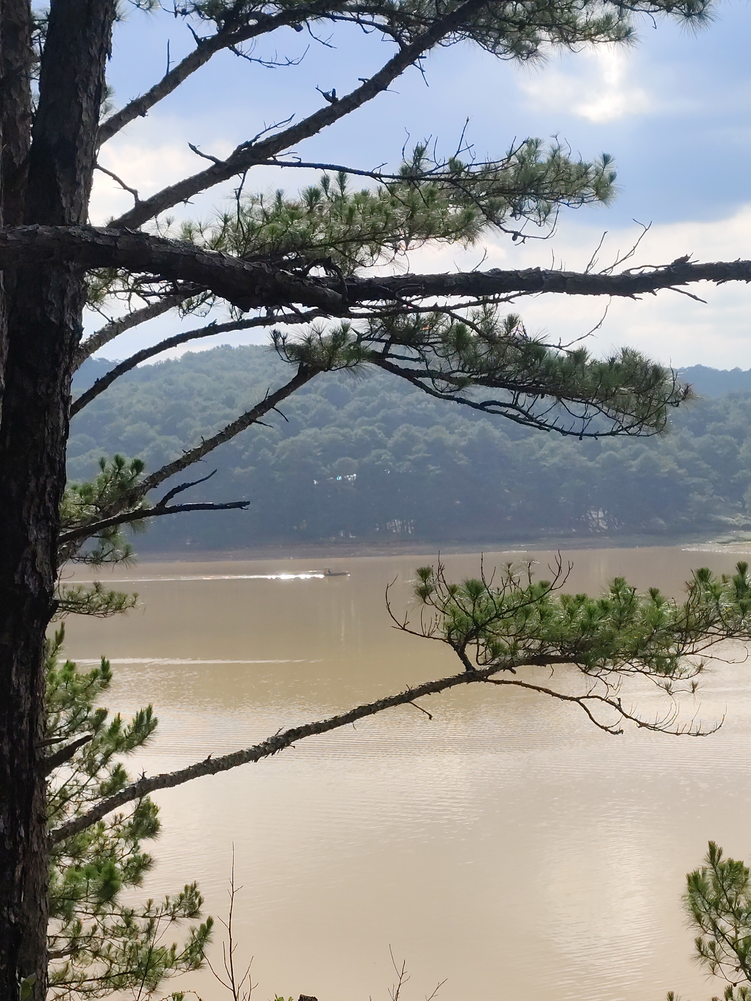 The image displays a serene natural landscape in Lạc Dương, Vietnam, viewed through the branches of a large pine tree. In the immediate foreground, the rugged trunk of the pine tree runs vertically along the left side of the frame, while its gnarled branches, laden with green pine needles, stretch horizontally across the top and bottom sections, framing the view.
The central part of the image features a wide body of water, possibly a lake or reservoir, characterized by its brownish-tan hue and gentle ripples on the surface. In the middle distance on the water, a small, elongated boat is visible, moving horizontally and leaving a distinct white wake in its path.
Beyond the water, the background reveals a series of lush, forested hills covered densely with green trees, extending towards the horizon under a bright, partially cloudy blue sky. The lighting suggests it is daytime, likely a clear morning or afternoon. The scene evokes a sense of tranquility and natural beauty, with the moving boat providing a subtle point of activity within the calm environment. There is no visible text in the image.