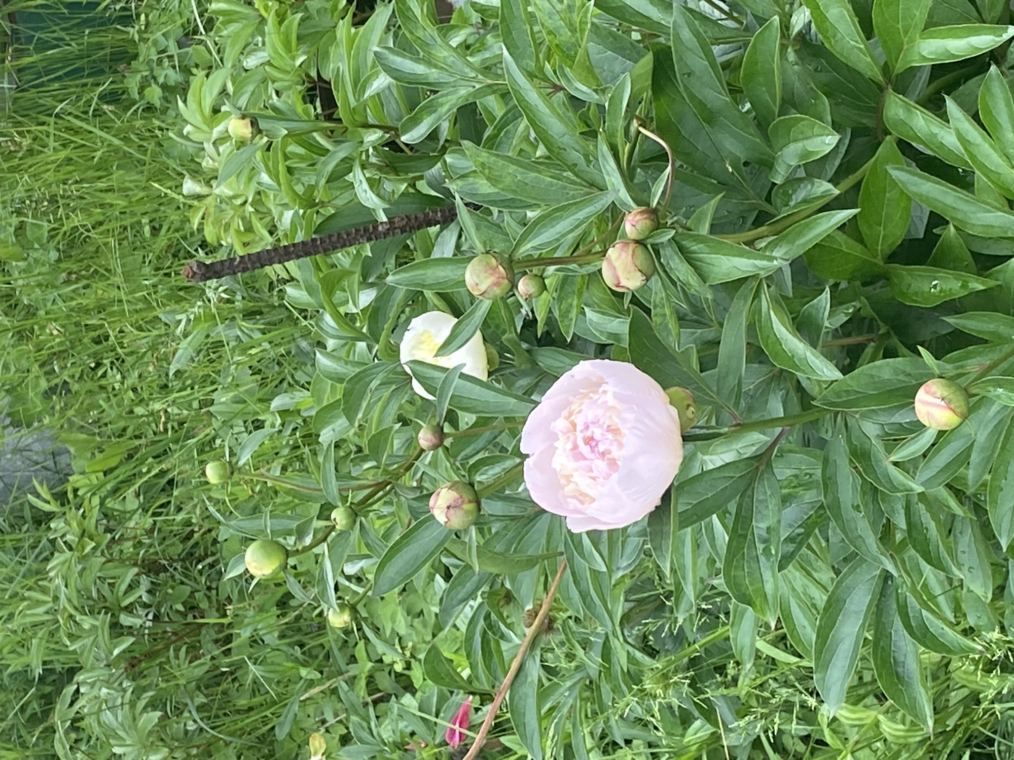 This image, captured in Ihnatpil, Ukraine, presents a close-up view of a garden section abundant with peonies. A fully bloomed light-pink peony flower, featuring a dense cluster of petals with a brighter pink center, is the central subject in the lower-middle frame. Surrounding this flower and distributed throughout the mid-ground are numerous spherical peony buds, primarily green, with some exhibiting reddish-pink tinges, indicating proximity to blooming. A white peony flower is partially visible in the upper-right quadrant. The plants display broad, dark-green, lobed leaves. In the background, taller, lighter-green grasses and mixed herbaceous vegetation create a dense, verdant backdrop. A slender, dark, vertically oriented object with a textured surface, possibly a dried plant stalk or a thin support, stands amongst the foliage in the upper-right. No human subjects or animals are present. The scene is uniformly illuminated under diffused light, suggesting an overcast day.