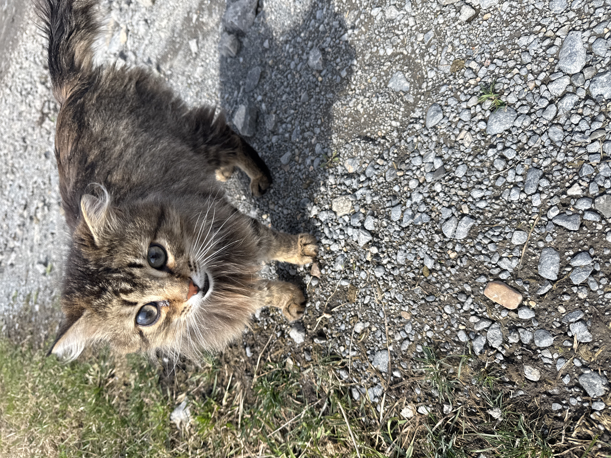 A medium-sized, long-haired tabby cat with blue eyes stands on a gravel path, looking up towards the camera. The path has patches of grass and bare earth along the edges. The location is likely Tyulyuk, Russia.