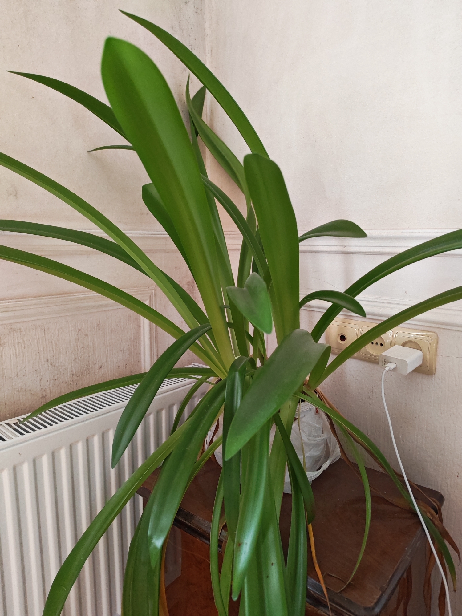 The image shows a houseplant with long, green leaves, positioned on a wooden table next to a white radiator and a wall with electrical outlets. A white electrical adapter is plugged into one of the outlets. The plant's pot is wrapped in white plastic. The scene appears to be indoors, in what could be a residential setting. There are no people visible in the image. The overall impression is of a domestic interior.