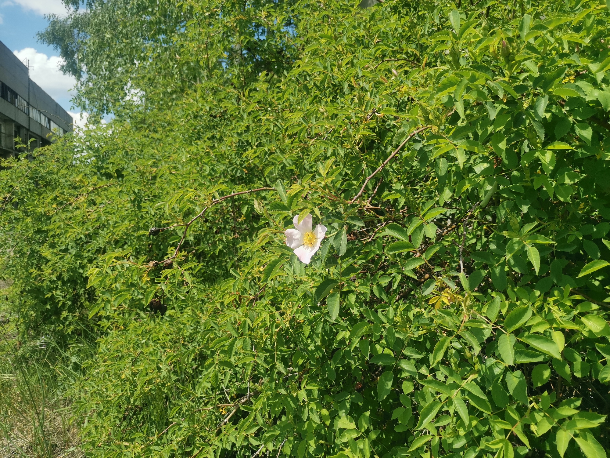 The image shows a dense green bush or hedge in an outdoor setting. A single, pale pink flower with a yellow center is visible among the leaves. The bush appears to be growing near a building, as a portion of a gray structure is visible in the upper left corner. A grassy area is present in the lower part of the image. There are trees in the background. There is no information provided about the city of Zhivkovo, Bulgaria, in this image.