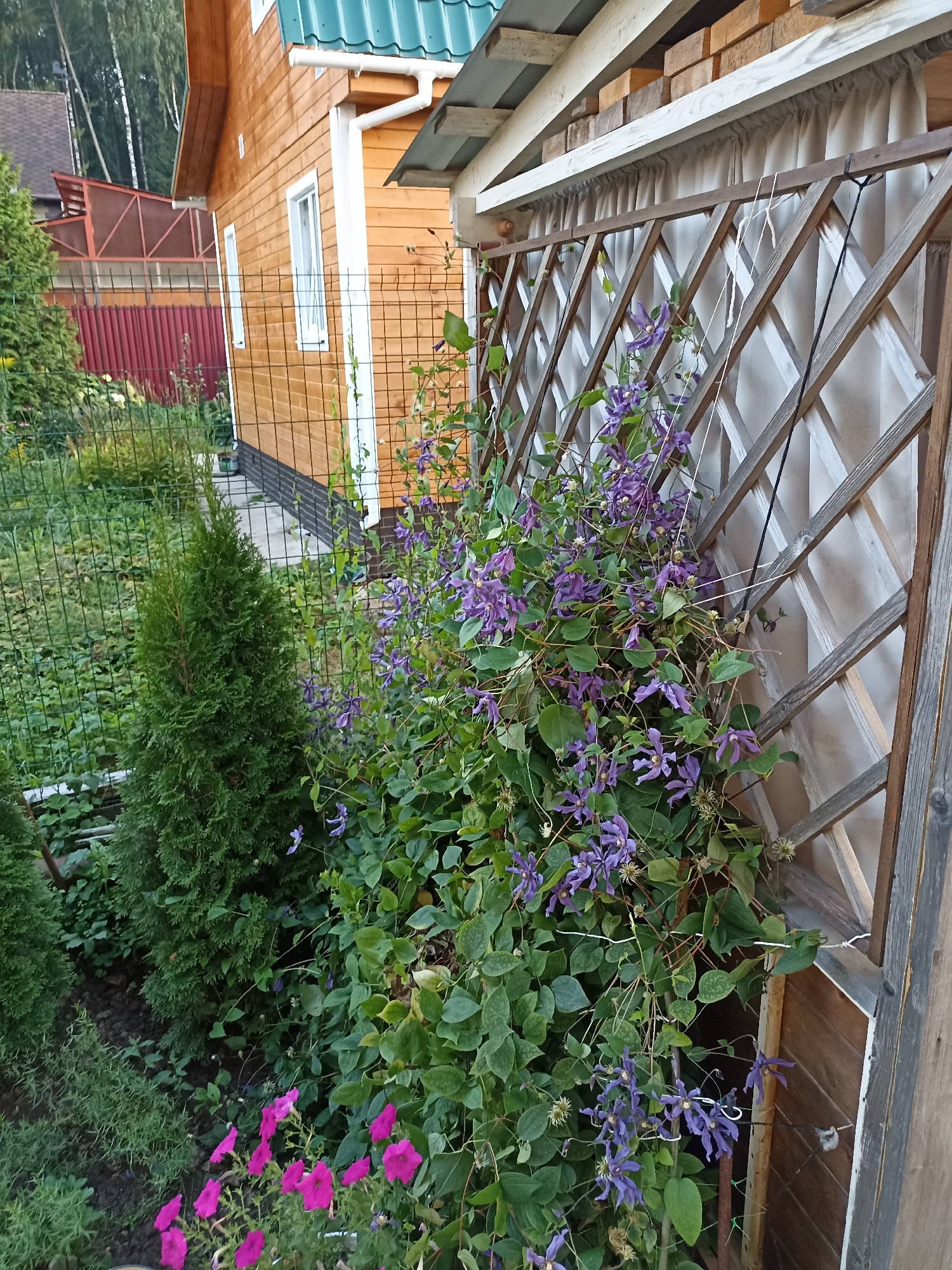 In an outdoor setting, a wooden house with a green roof is visible in the background. In the foreground, a wooden lattice structure is covered in a climbing plant with numerous purple flowers. To the left of the lattice, there is a young evergreen tree, and further to the left, some pink flowers are in bloom. The scene appears to be a backyard or garden area.