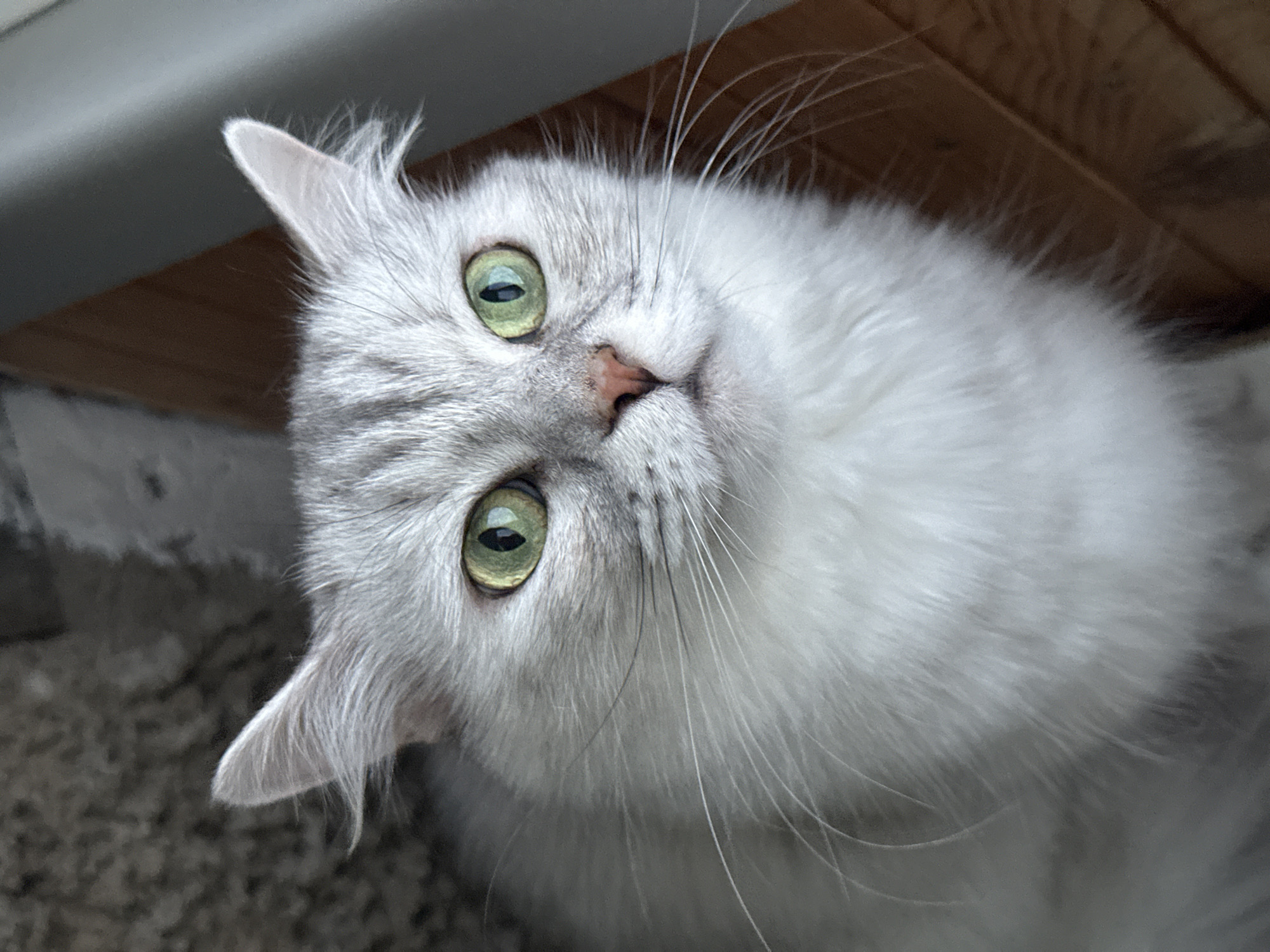 A close-up, head-and-shoulders shot of a fluffy, grey and white long-haired cat with striking green eyes is captured from a slightly high angle. The cat's ears are erect and pointed, with soft tufts of fur. Its pink nose is slightly upturned, and long, white whiskers fan out from its face. The cat is looking slightly upwards and to the right with an alert expression. The background is blurred, with a textured grey surface on the left and a warm, wooden floor and a beige surface on the right. The image does not contain information about the city of Energetik, Russia.