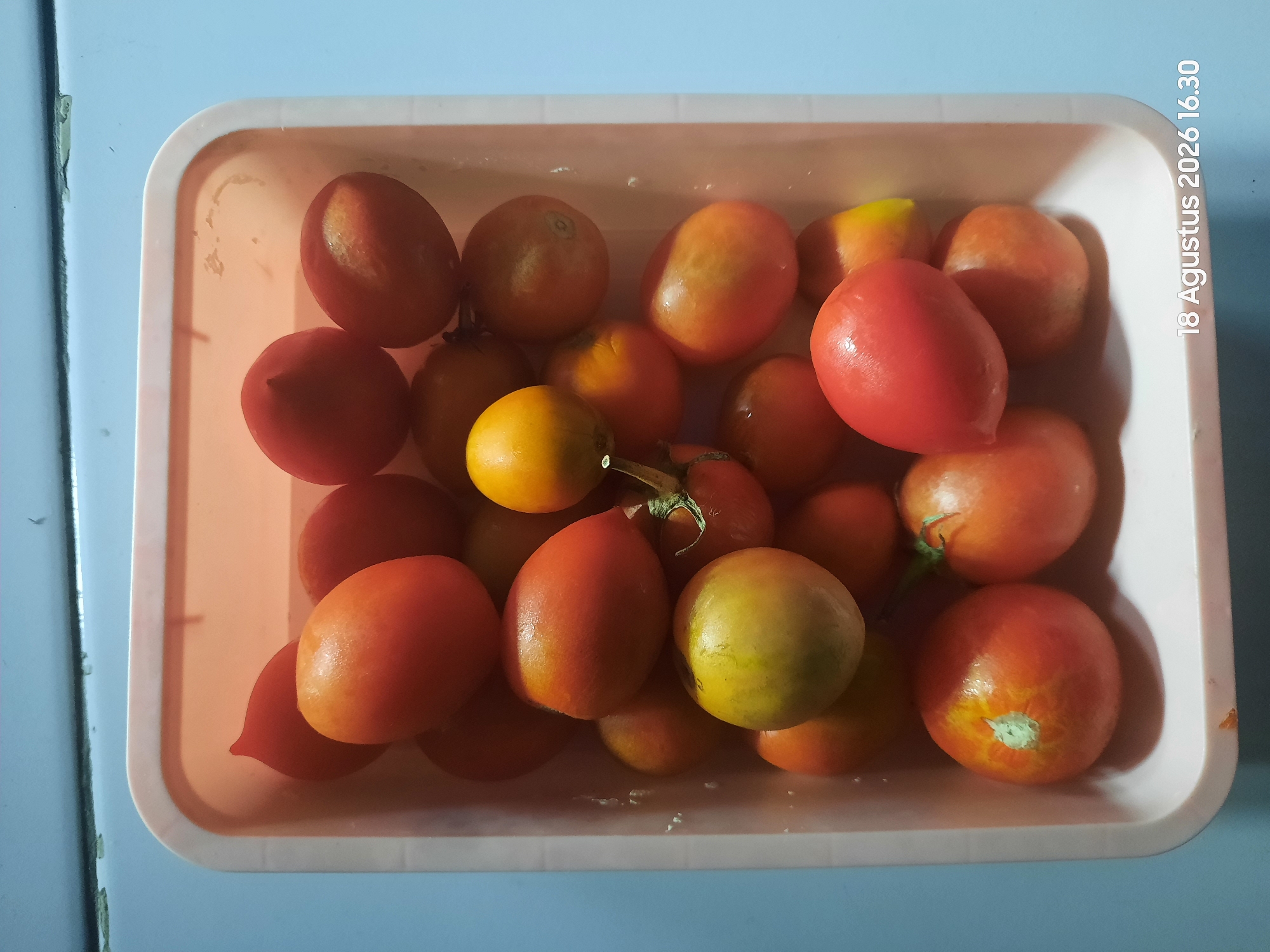 A plastic container filled with ripe and unripe tomatoes sits on a light blue surface. The container is peach-colored and appears to be made of plastic. There are approximately twenty tomatoes visible, varying in size and color from deep red to yellow. Some tomatoes have green stems attached. The lighting suggests an indoor setting, possibly a kitchen or pantry. A timestamp in the bottom right corner reads "18 Agustus 2026 16.30", indicating the image was taken on August 18, 2026, at 4:30 PM. The provided information about Sukokerto, Indonesia, does not appear to be visually represented in the image itself.