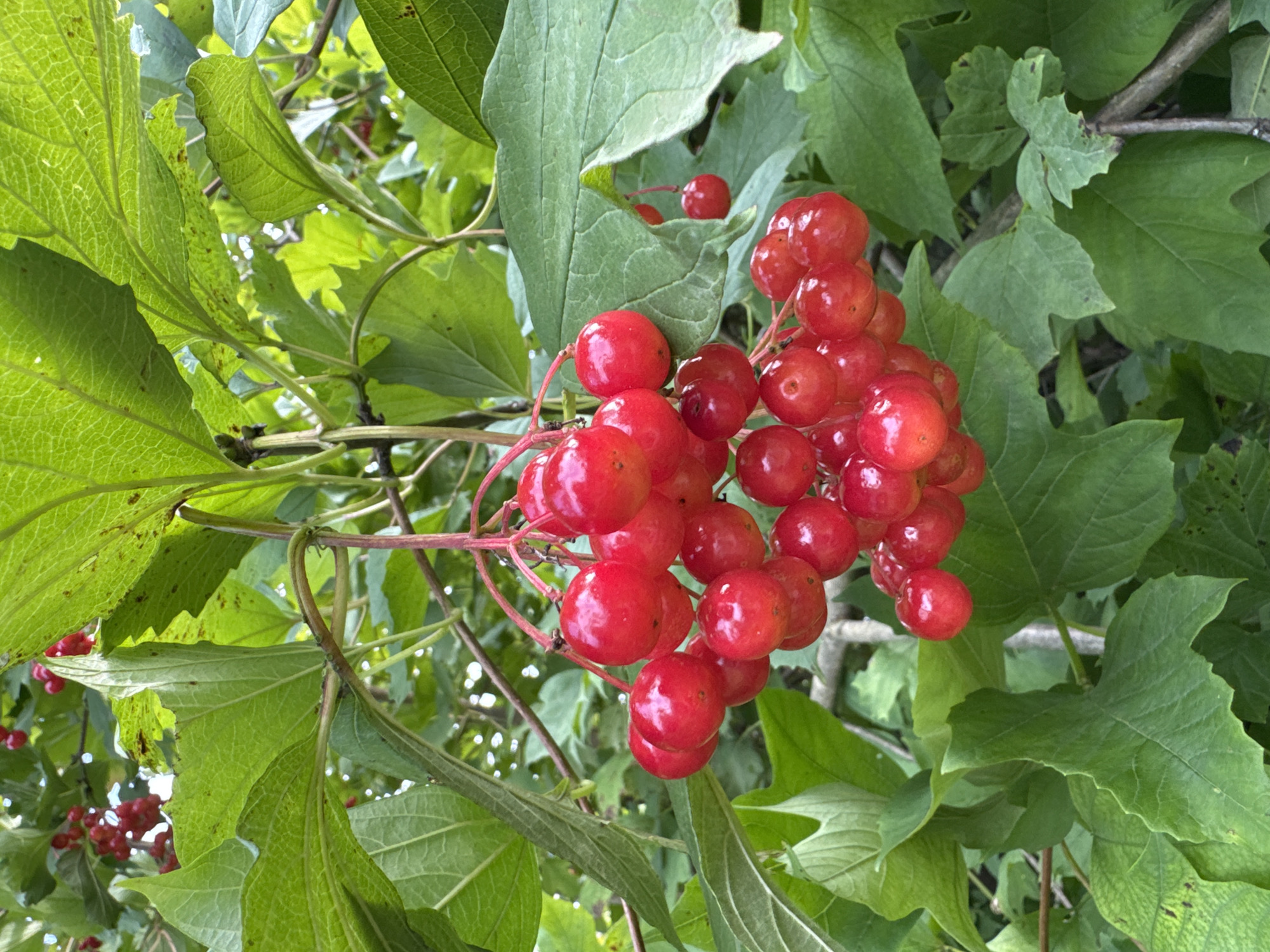 The image shows a close-up view of a cluster of bright red berries hanging from a branch amidst lush green leaves. The berries are round and appear to be clustered together, with some individual berries visible in the foreground and background. The leaves are broad and have a textured surface, with some showing signs of natural discoloration or spotting. The lighting suggests it is daytime, possibly with dappled sunlight filtering through the foliage. The overall scene is natural and organic, focusing on the details of the plant and its fruit. There are no people or any man-made objects visible in the frame. The image depicts a natural setting, likely a garden or a wild area, with no specific indication of its exact location within Энергетик-2 Снт, Russia, other than it is a plausible scene for such a location.