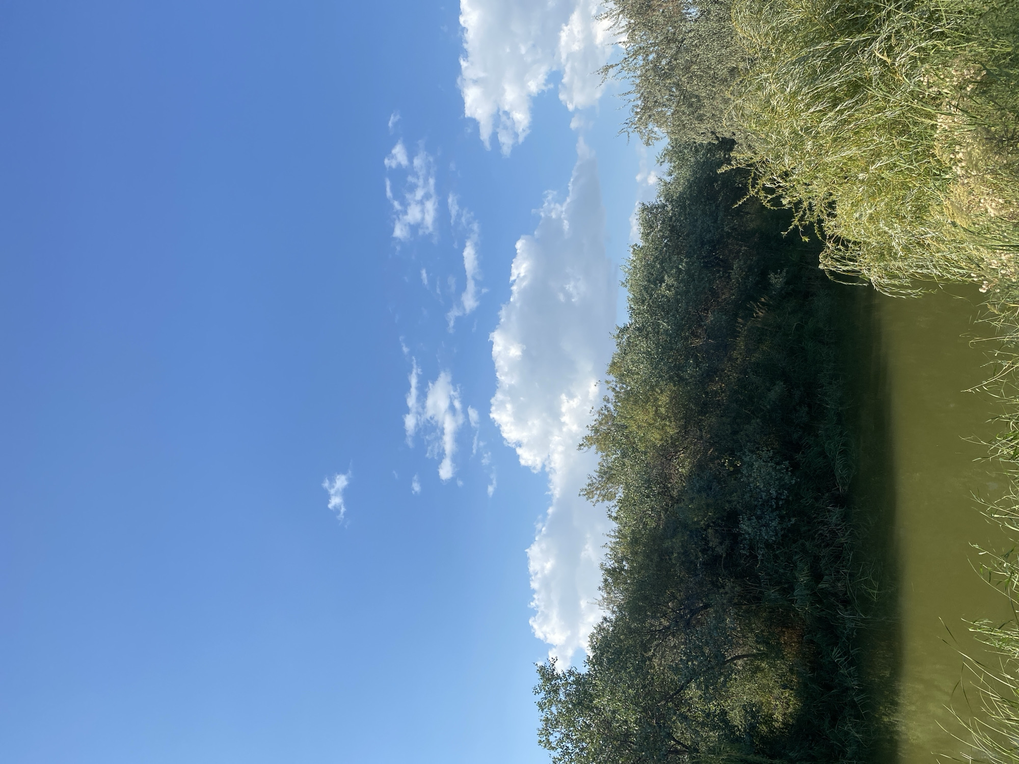 The image depicts a body of calm, greenish water reflecting the sky and the dense green foliage of trees and reeds lining its bank. The sky is a vibrant blue with scattered white cumulus clouds. The foreground shows tall, dry grasses and some lighter green vegetation. The overall environment suggests a natural, tranquil setting, likely a river or pond. The location in Gurlan, Uzbekistan, indicates a region with such natural water features surrounded by vegetation. There are no people or discernable actions taking place in the image.