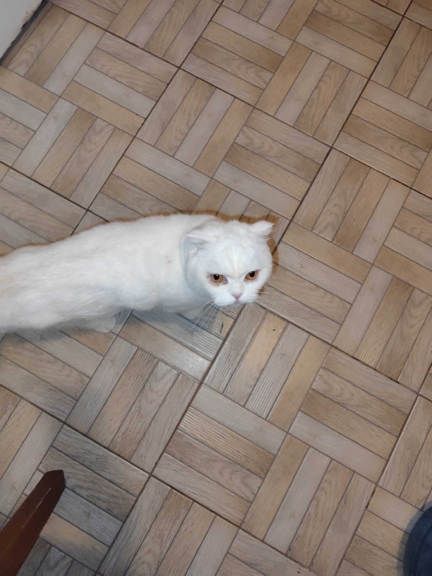 A white cat with amber eyes is centered in an upward angle shot on a beige tile floor. The tile floor consists of square tiles with a light wood grain pattern, arranged in a herringbone pattern. To the lower left of the cat, a dark wooden chair leg is visible. The lower right of the image has the edge of a dark blue garment. The picture was taken in Sarıyer, Turkey.