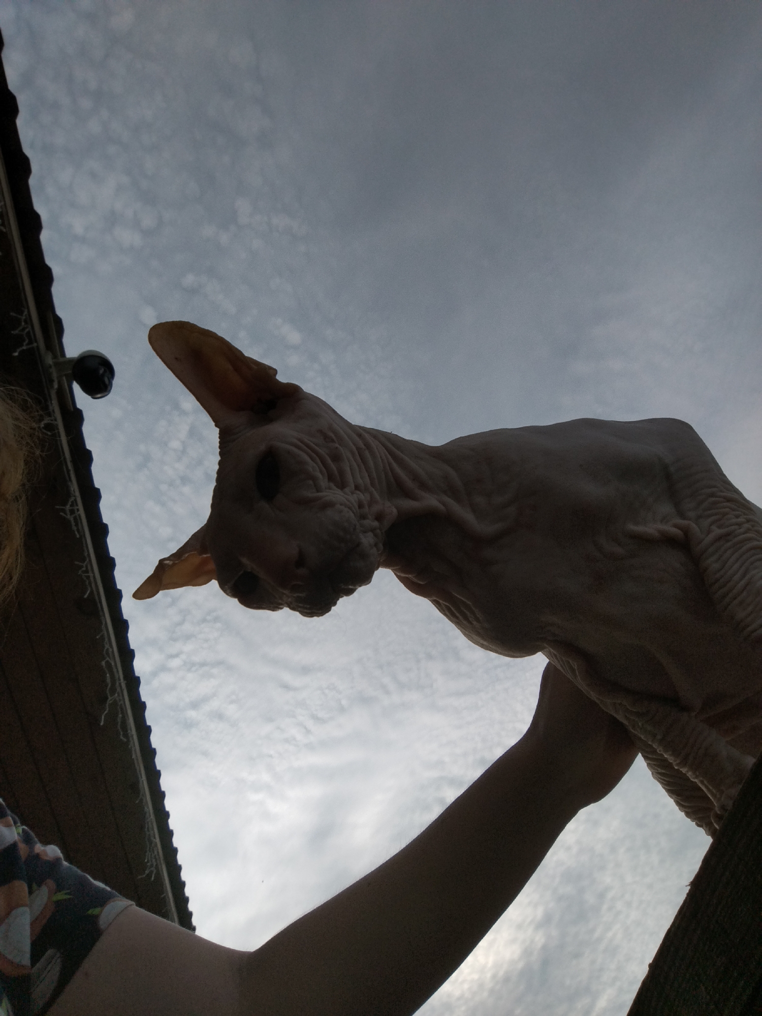 An outdoor, low-angle, waist-up shot shows a person holding up a light-pink Sphynx cat against a cloudy, overcast sky. The cat is in the center of the frame, angled downwards with its head turned to the left, its large ears prominent. The cat’s skin is wrinkled, particularly around its face and neck. Its body extends out of the frame to the right. The person’s arms and shoulders are visible in the lower portion of the frame, holding the cat from below. To the left, a dark brown, wooden structure, possibly a house or shed, runs along the edge of the frame with a black, dome-shaped object mounted on it. The sky is filled with thin, wispy clouds, and the overall lighting suggests it is either early morning or late afternoon. No specific identifying features of Zavodoukovsk, Russia, are visible in the image.