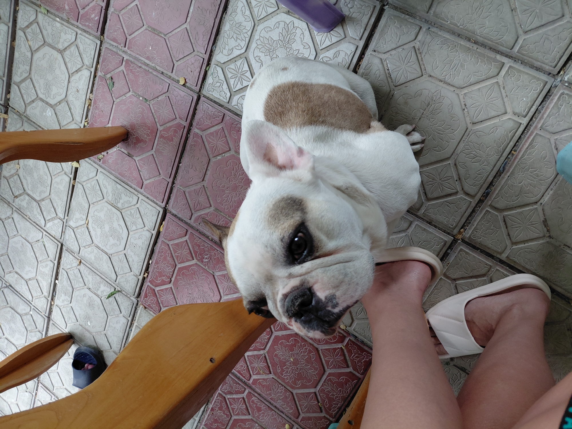 A white and brown French bulldog is sitting on a patterned tile floor, looking up towards the camera. The dog is positioned next to the legs of a person wearing white slippers, partially visible at the bottom left of the frame. A wooden furniture leg is in the foreground, to the left of the dog. The environment appears to be an outdoor seating area with decorative concrete tiles on the ground. There is a black sandal lying on the ground near the furniture leg.