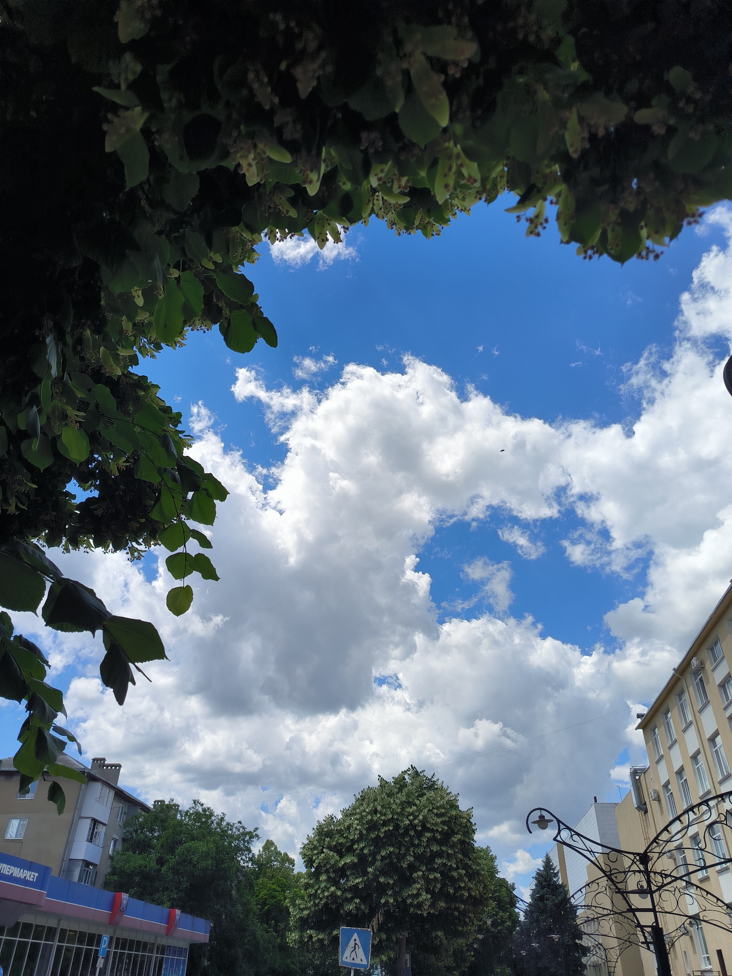 The image captures an upward view of a bright blue sky filled with fluffy white clouds. In the foreground, the dark green leaves and branches of a tree frame the sky, with some small, light-colored flowers visible among the foliage. To the left and right, glimpses of urban architecture are visible. On the left, a multi-story building with windows and balconies, and a storefront with a blue and red awning, is partially obscured by trees. The storefront sign reads "СУПЕРМАРКЕТ". On the right, a lighter-colored building with multiple windows and light-colored decorative elements along its facade is visible, along with an ornate black lamppost. In the distance, dense green trees create a natural backdrop. A pedestrian crossing sign is also visible in the lower right portion of the frame. The scene appears to be an outdoor urban environment on a clear day. The specific location in Tiraspol, Moldova cannot be determined from the visual information alone.