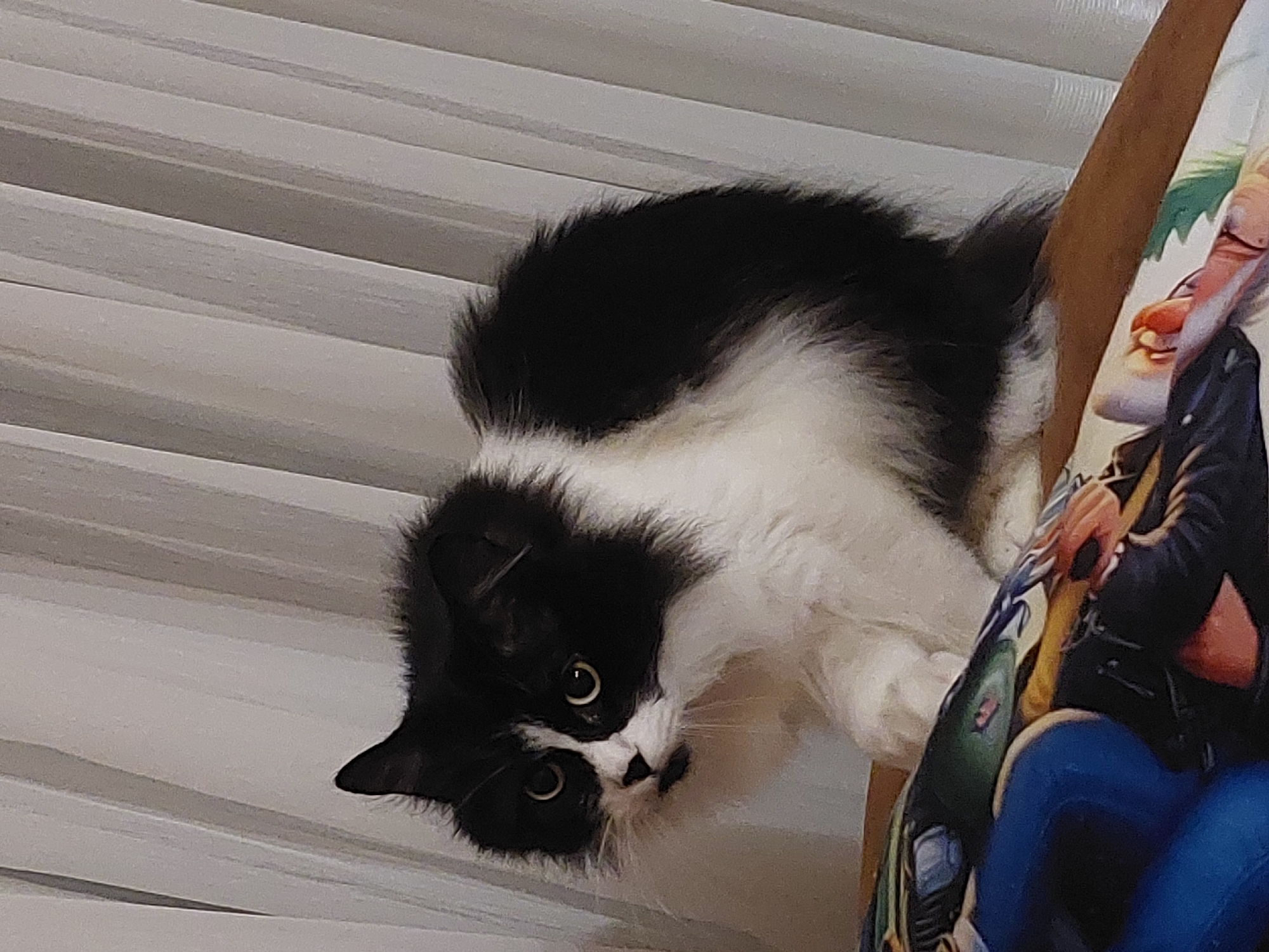 A black and white cat is perched on what appears to be a sofa or chair, peering down at something out of frame. The cat has long fur, and its head is angled downward. Behind the cat is a white, horizontal-striped surface. To the cat's right is a colorful patterned fabric that is likely on the furniture where it is sitting. The setting appears to be indoors. The image does not contain enough information to ascertain its exact location in the city of Plovdiv, Bulgaria.