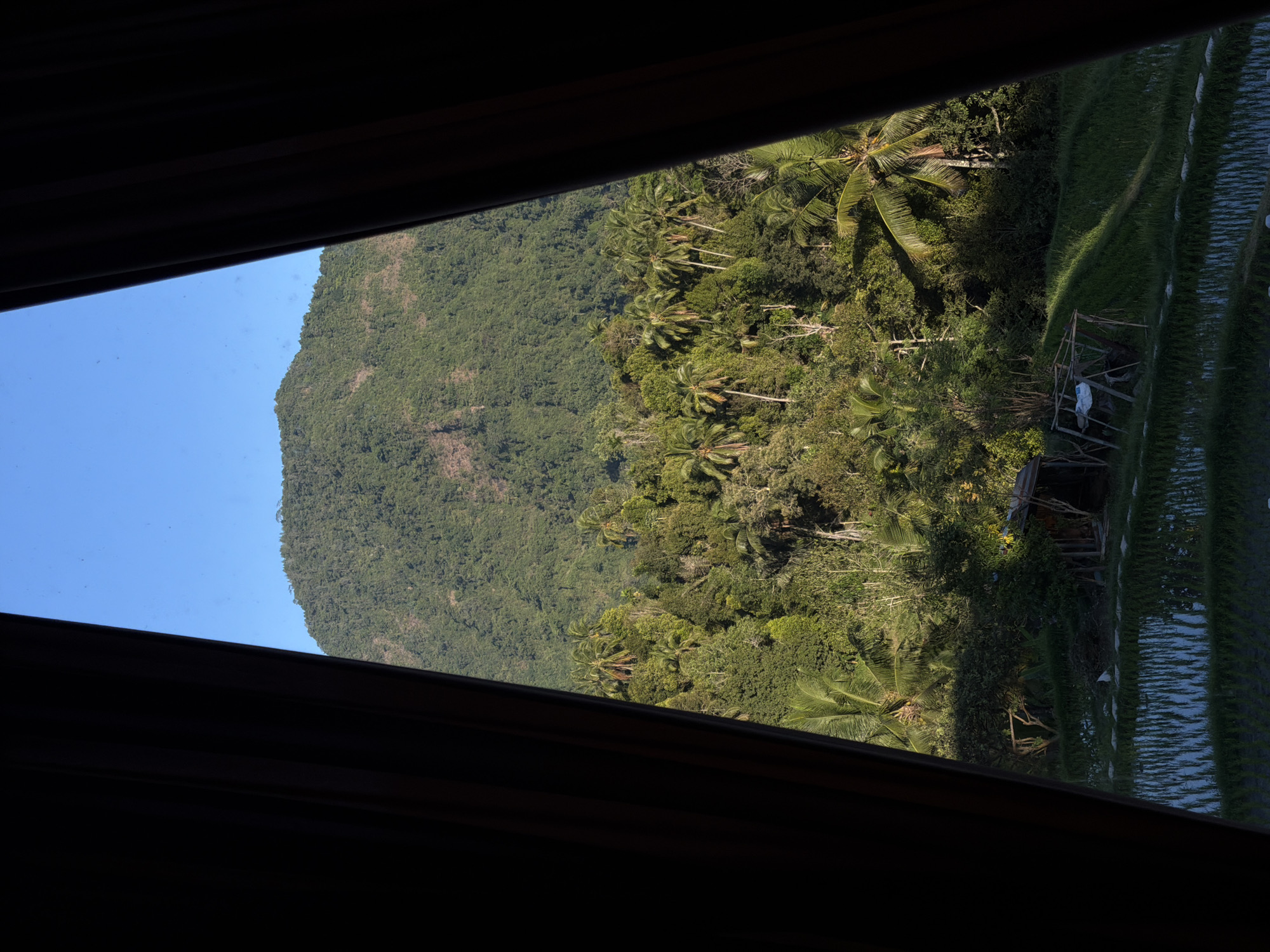 This image captures a lush, tropical landscape viewed through the opening of dark curtains. In the foreground, vibrant green rice paddies with standing water reflect the sky and surrounding vegetation. A rustic wooden structure, possibly a shed or shelter, is visible near the rice paddies. Behind the paddies, a dense forest teeming with palm trees and various other tropical foliage stretches uphill. Dominating the background is a large, verdant mountain, its slopes covered in thick vegetation. The sky is a clear, bright blue, suggesting a sunny day. The scene is set in Sawan, Indonesia.