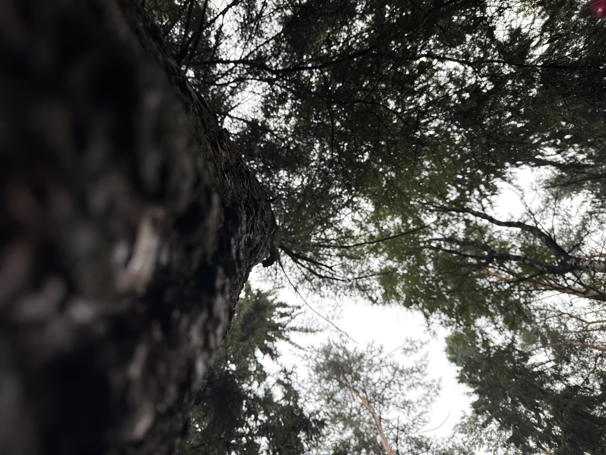 The image is a low-angle shot looking up into the canopy of a forest, likely in Chaikovsky, Russia. The foreground is dominated by the rough bark of a tree trunk, which takes up the top portion of the frame. Below this, the branches and dark green needles of coniferous trees are visible, creating a dense pattern against a pale, overcast sky. The lighting suggests it is daytime, possibly a cloudy or misty day, as the light is diffused and there are no strong shadows. The perspective from below emphasizes the scale and density of the forest. No people or animals are present in the frame. The environment appears to be a natural forest setting.