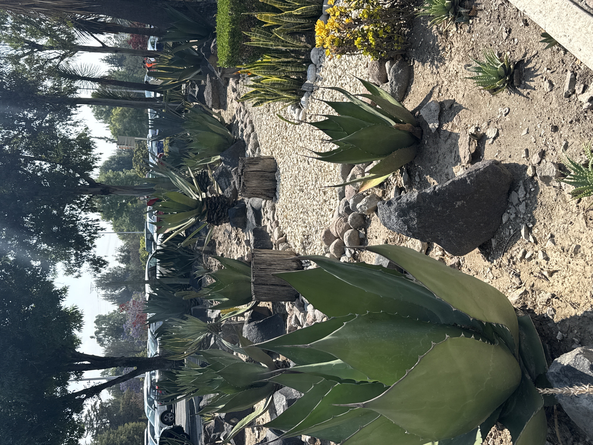 This media file captures a sunlit, xeriscaped garden or landscaped area, likely adjacent to a street or parking lot in San Andrés Cholula, Mexico. The overall scene is bright and dry, characterized by drought-tolerant plants, rocks, and gravel.
In the foreground and mid-ground, numerous large, robust agave plants with thick, pointed, bluish-green leaves are prominent. Many of these leaves display sharp, tooth-like edges. One detailed crop reveals a small green lizard expertly camouflaged on the surface of an agave leaf. The ground cover varies, featuring areas of bare, dry soil, an abundance of dark and light-colored rocks of various sizes, and pathways or sections covered with light-colored gravel. Several weathered wooden stumps are strategically placed as decorative accents or low barriers throughout the garden.
Further back, among the agaves and gravel, are plantings of variegated snake plants (Sansevieria) with distinctive yellow and green striped leaves, alongside green hedges and bushes with bright yellow foliage or small flowers.
The background reveals a line of trees, including tall, dark-trunked varieties with dense canopies, and slender, palm-like trees. Through and beyond these trees, several parked cars are visible, suggesting proximity to a road or parking area. In the distance, a tree with vibrant purple blossoms, possibly a Jacaranda, adds a splash of color. Two figures are faintly discernible in the far background, one appearing to wear an orange safety vest. Bright, direct sunlight bathes the scene, casting strong, distinct shadows, indicating it is likely midday or early afternoon under clear skies. No legible text is visible on any objects or signs within the images.