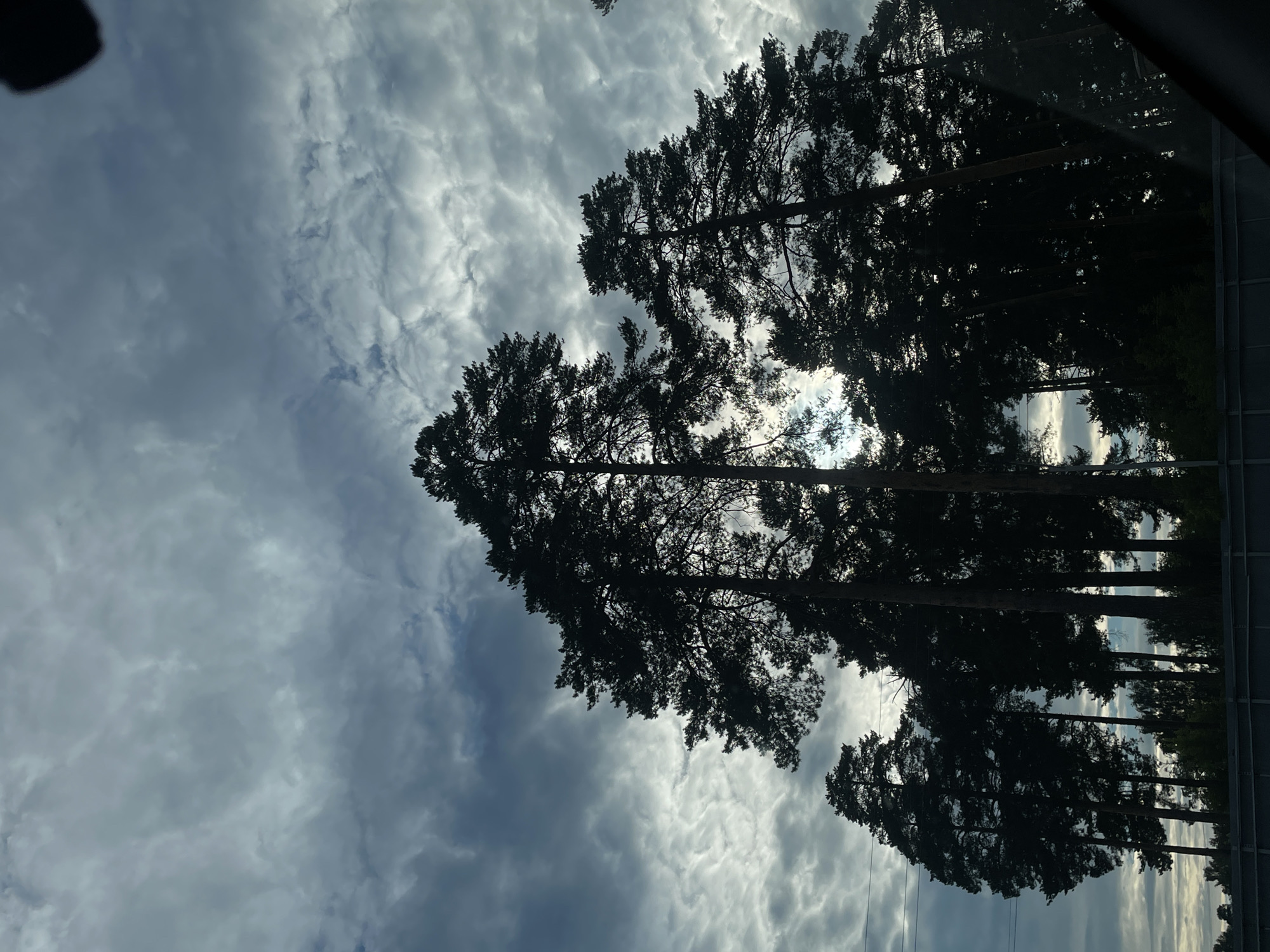 The image shows a view looking up at tall pine trees against a cloudy sky. The trees are silhouetted, with their dark foliage and branches contrasting with the bright, textured clouds. The sky is filled with a mix of light and dark clouds, suggesting it is daytime, possibly late afternoon or early evening, with the sun partially obscured. The light filtering through the clouds creates a dramatic and somewhat moody atmosphere. The perspective is from below, emphasizing the height and density of the forest. Some power lines are visible crisscrossing the sky between the trees. There are no people or distinct objects in the foreground, focusing the attention on the natural elements of the trees and sky. The image appears to have been taken from a moving vehicle, as suggested by a faint reflection on the right side which could be a window or windshield. The overall impression is one of a vast, natural landscape on a cloudy day.