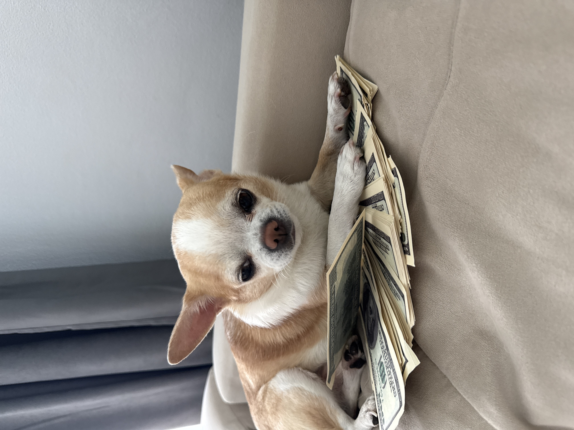 A tan and white Chihuahua dog lies on a light beige fabric surface, possibly a couch or cushion. The dog is positioned on its side, with its head tilted towards the viewer. It is holding a stack of US dollar bills in its paws. The location is unknown.