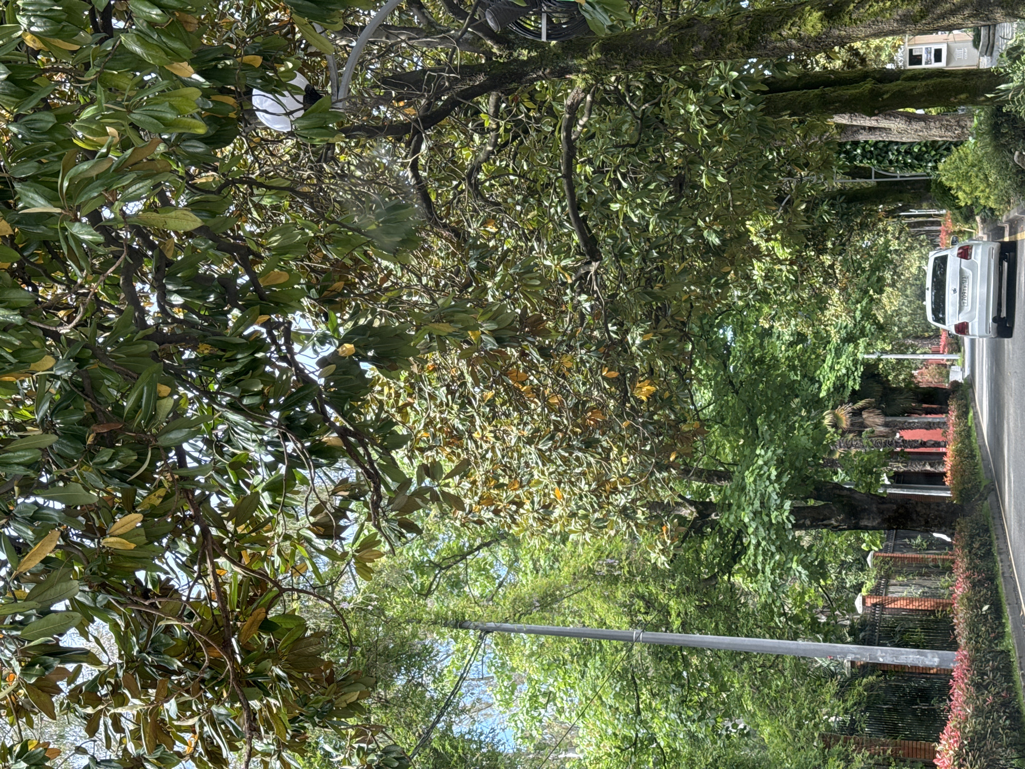 The image shows a street in Sochi, Russia, lined with trees and greenery. A white SUV is traveling on the right side of the street. The trees are lush and dense, with large, glossy leaves. A gray utility pole is visible alongside the street. Fences and low hedges are located on the side of the street. Buildings can be seen in the distance.