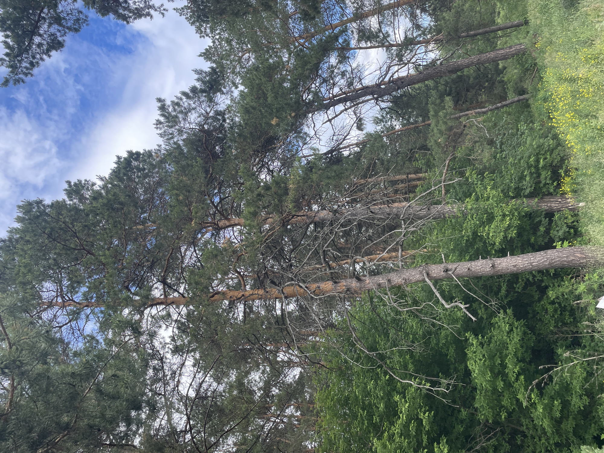 The image depicts a dense forest landscape, located in Vasilevka, Russia, captured from a low-angle perspective looking upwards into the tree canopy. Numerous tall pine trees dominate the scene, characterized by their straight, slender trunks with reddish-brown bark and dense canopies of dark green needle-like foliage. Several pine trees exhibit bare, gnarled, and dead branches protruding from their trunks and intertwining within the mid-canopy. Beneath the taller pines, a lush, vibrant green undergrowth of deciduous trees and bushes forms a thick, verdant layer. In the lower right portion of the image, the ground is covered with green grass interspersed with numerous small yellow flowers, indicating a more open, sunlit area. Patches of bright blue sky with scattered white, wispy clouds are visible through the gaps in the dense tree cover. The lighting suggests an overcast or partly cloudy day with diffused light. No individuals, animals, or prominent man-made structures are visible within the frame, aside from a small, indistinct white object situated on the ground at the very bottom center edge of the image.
