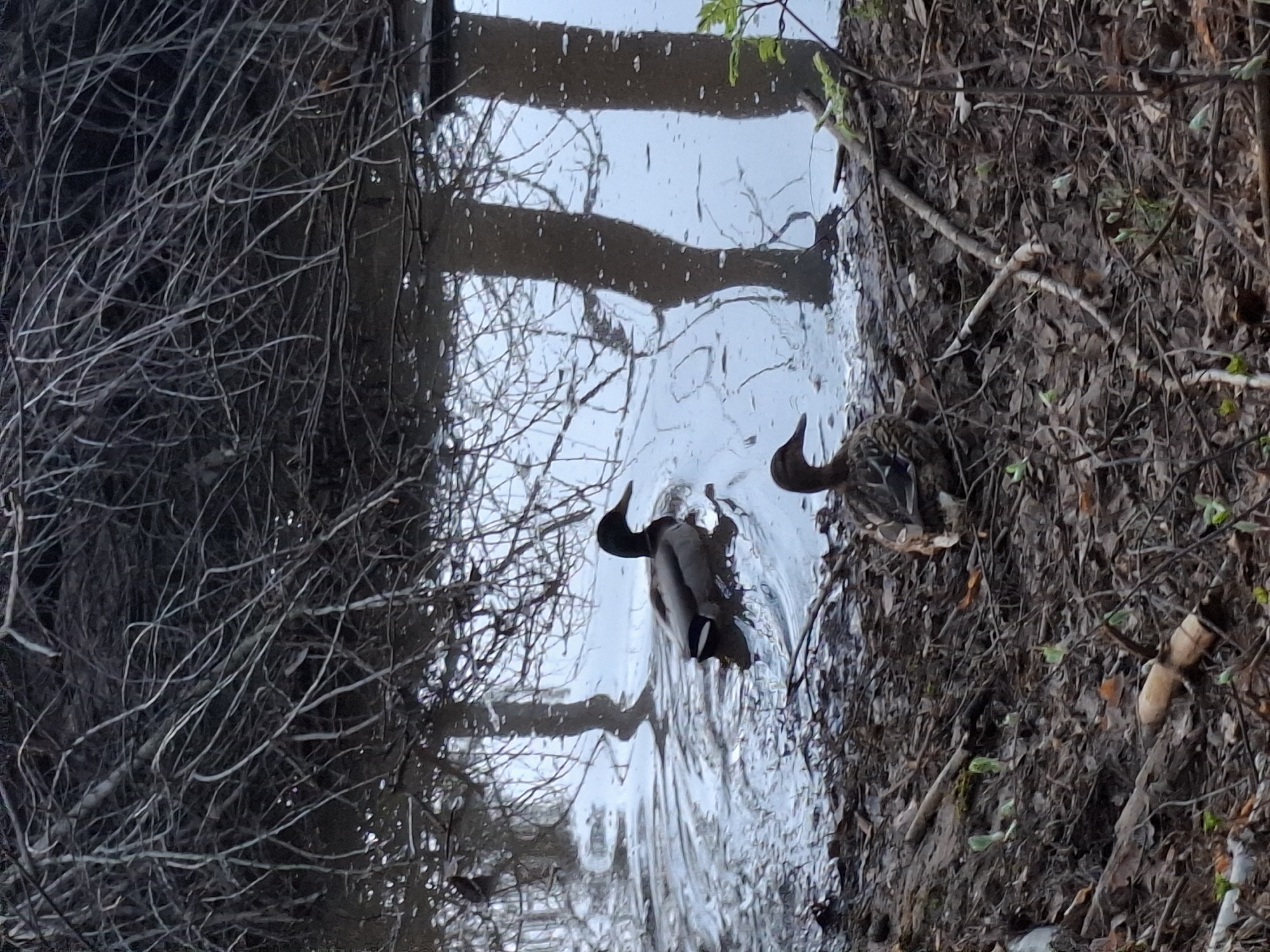 Two ducks are present in the scene. One is swimming in a body of water, its head submerged. The other is positioned on the bank. The scene is surrounded by natural foliage, including trees and brush. The image is taken from a close proximity, offering a clear view of the ducks and their immediate surroundings. The photograph is rotated, with the top of the picture oriented towards the left. The specific location in the city of Chaikovsky, Russia is not discernible from the image.