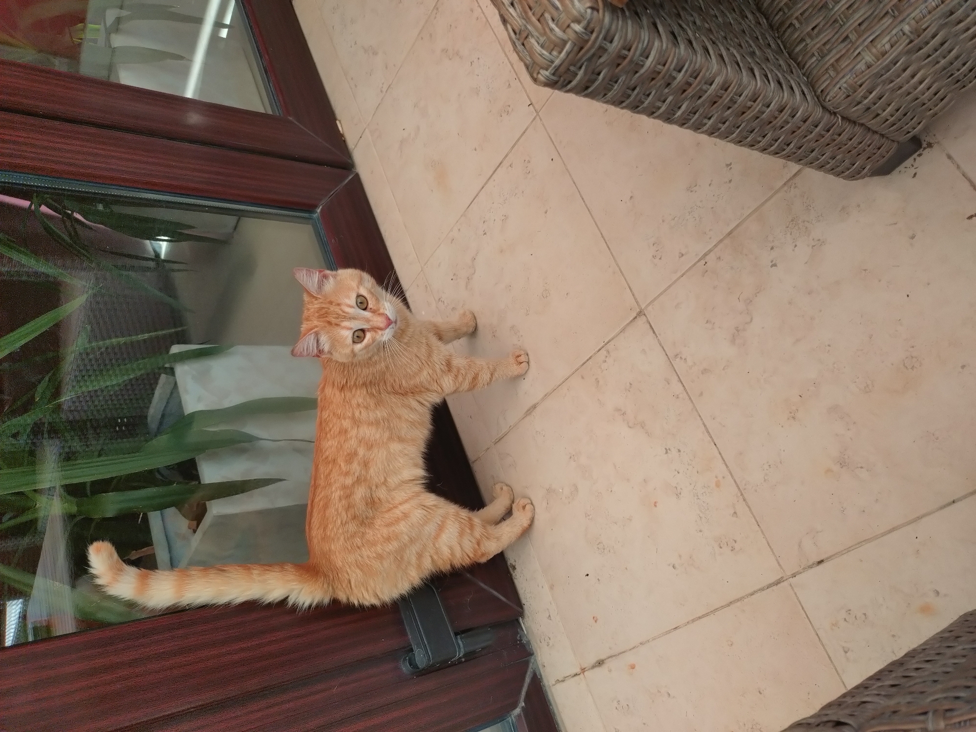 An orange tabby cat stands on a tiled floor, facing the camera. The cat is positioned in front of a large glass door with dark wooden frames. Behind the cat, through the glass, a large plant in a white square planter is visible, along with what appears to be a covered outdoor seating area with white furniture. The cat's tail is held upright with a slight curve. The floor tiles are a light beige color. To the right of the cat, a portion of a wicker chair is visible. The setting suggests an outdoor or semi-outdoor space, possibly a patio or balcony. The image is taken from a slightly elevated perspective, looking down at the cat.
