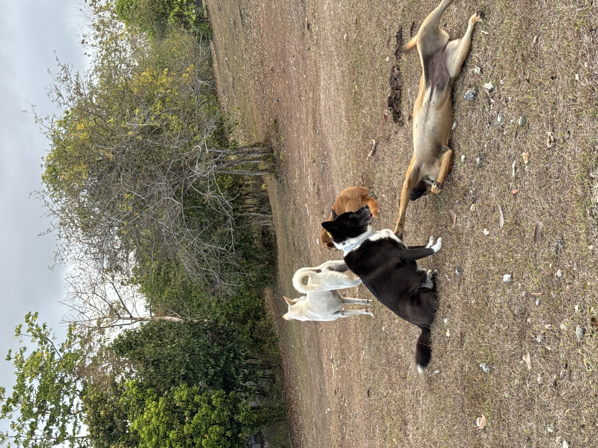 In an outdoor, grassy area with sparse trees and a cloudy sky, four dogs are present. One light-colored dog stands facing away from the camera. A black and white dog is seated and looking towards another dog. A tan dog is lying on its back, seemingly playing or resting. Another tan dog is lying down. The ground is covered in dry grass and scattered debris. The location is identified as Kuta Selatan, Indonesia.