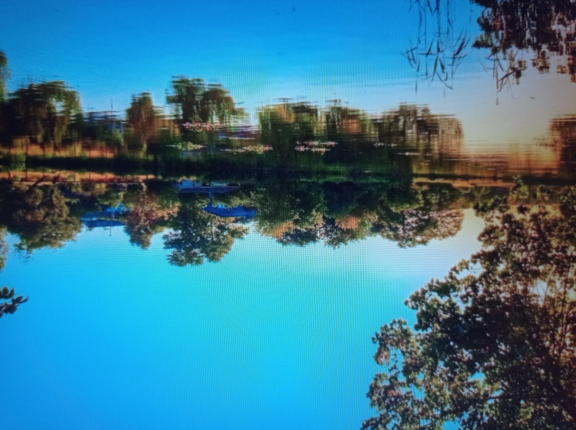 The image displays a tranquil lake scene at what appears to be dusk or dawn, with a clear blue sky. The lake's surface is calm, reflecting the surrounding trees and a few structures on the opposite bank. The vegetation is lush, with a variety of trees, some with dark green foliage and others showing autumnal hues of brown and orange. Lily pads are visible on the water's surface in the middle ground. The background reveals a few buildings, one with a dark roof and white walls, suggesting a residential area. There are no people or animals visible in the image. The overall impression is one of peaceful natural beauty. This scene is likely located near Mukachevo, Ukraine, a city known for its picturesque landscapes and waterways.