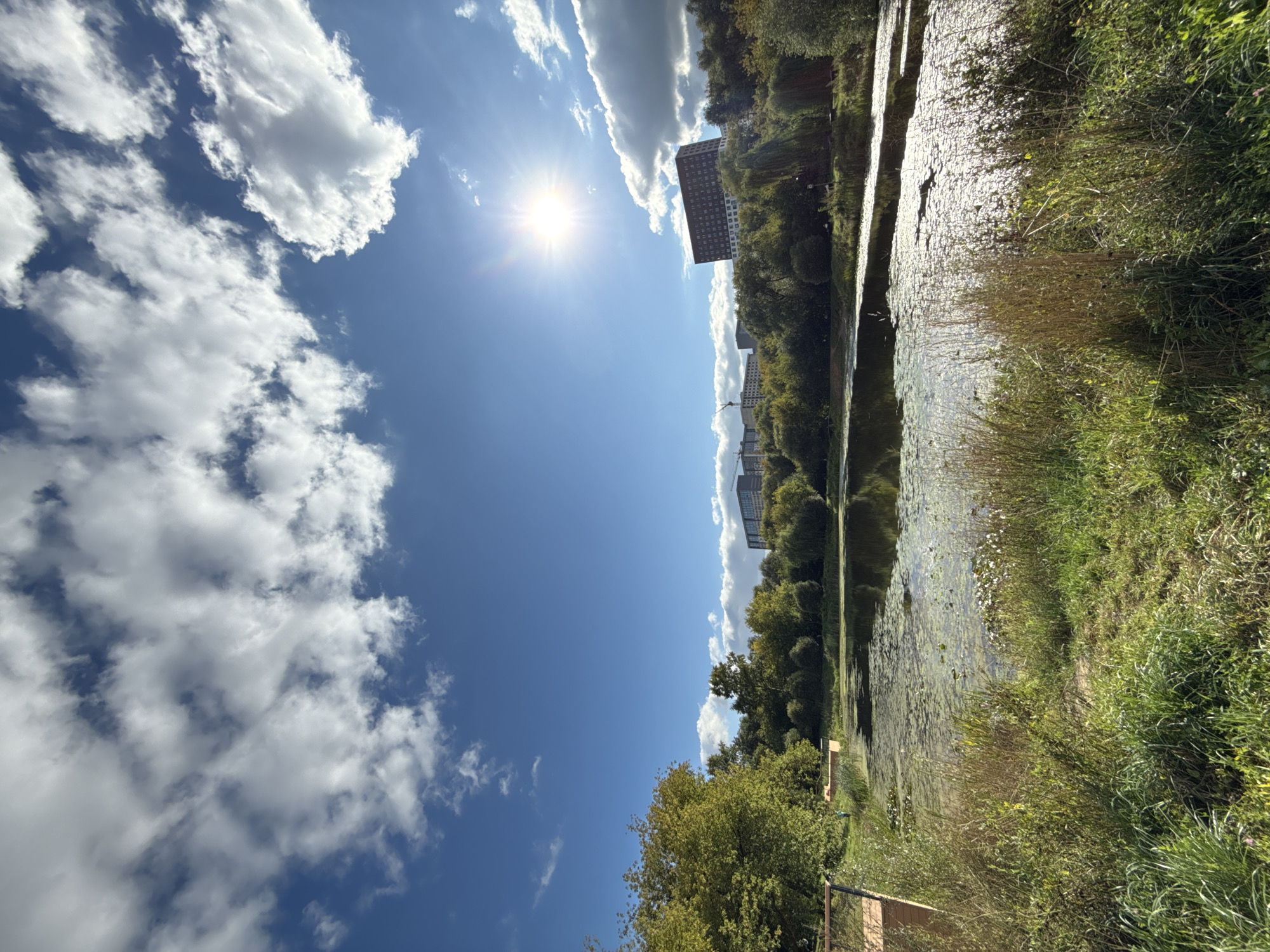 The image depicts a serene natural landscape, likely a park or green space within the city of Dolgoprudny, Russia, on a bright, sunny day. In the foreground, tall, dry grasses and green vegetation border a calm body of water. Lily pads cover a significant portion of the water's surface, with a few white water lilies visible. The water reflects the sky and the surrounding trees.
In the midground, dense green trees line the opposite bank of the water, their foliage showing signs of autumn with patches of yellow and green. Beyond the trees, several multi-story buildings are visible on a gentle incline, indicating the presence of urban development. One prominent building is a dark, rectangular structure with many windows, seemingly an apartment complex. In the distance, more buildings and construction cranes are faintly visible, suggesting ongoing development in the area.
The sky is a vibrant blue, dotted with fluffy white clouds that are illuminated by a bright, midday sun. The sun itself is a prominent feature, creating a strong lens flare in the upper right quadrant of the image. The overall atmosphere is peaceful and highlights the juxtaposition of nature and urban infrastructure. There are no people or animals clearly visible in the scene. The scene appears to be captured from a low angle, looking across the water towards the buildings and the sky.