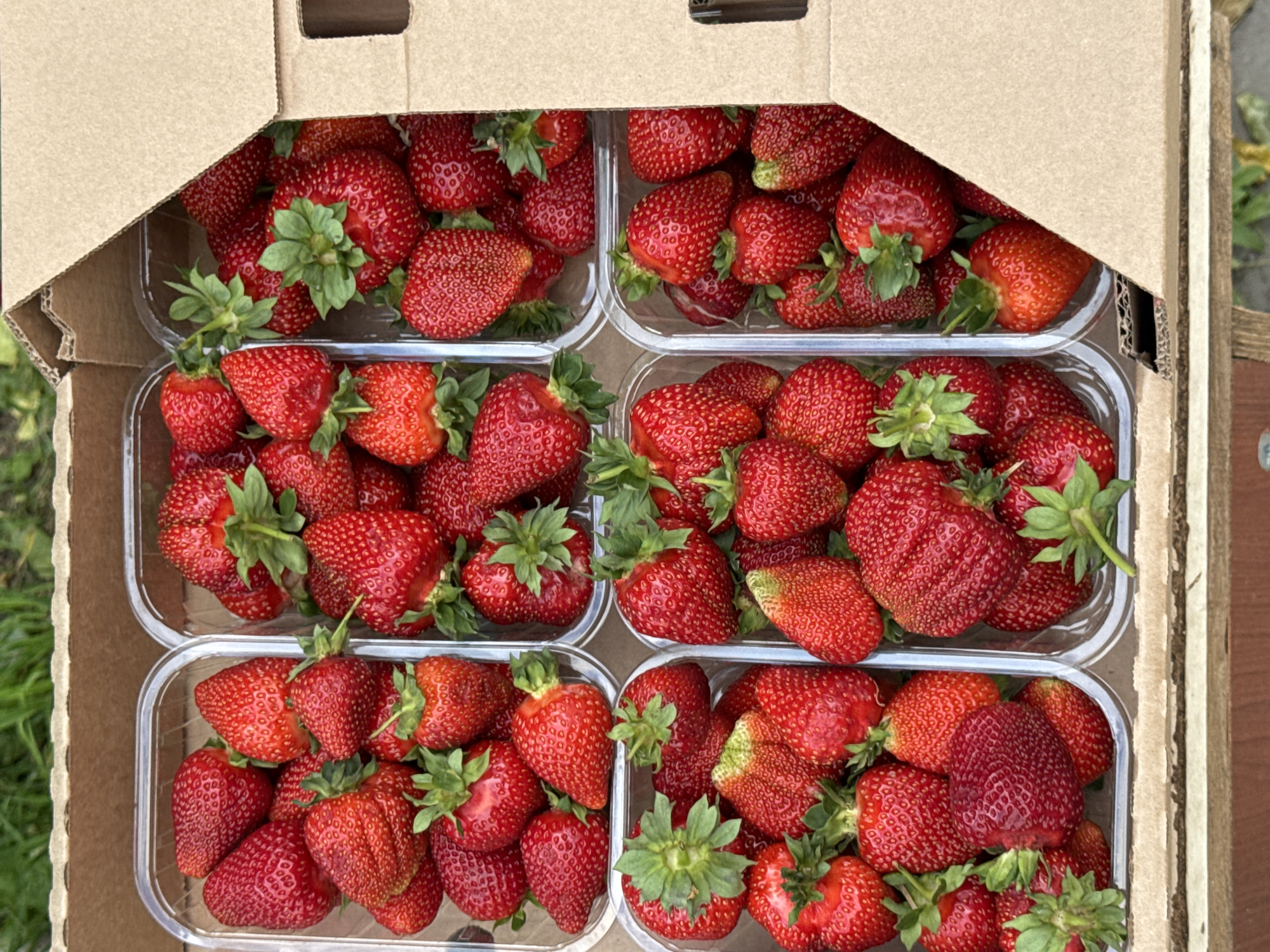 The image shows a close-up, overhead view of a cardboard box filled with plastic containers of fresh strawberries. The box is positioned outdoors, with hints of green grass and foliage visible in the background, suggesting a garden or natural setting. The strawberries are a vibrant red, with some showing green stems and leaves. They are packed tightly into six clear plastic containers, arranged in two rows of three. The lighting suggests it is daytime, likely sunny. There are no people or animals present in the image. The scene is a straightforward depiction of a food product in its packaging. The image does not provide any information that would indicate its location in Yekaterinburg, Russia, or any other specific city.