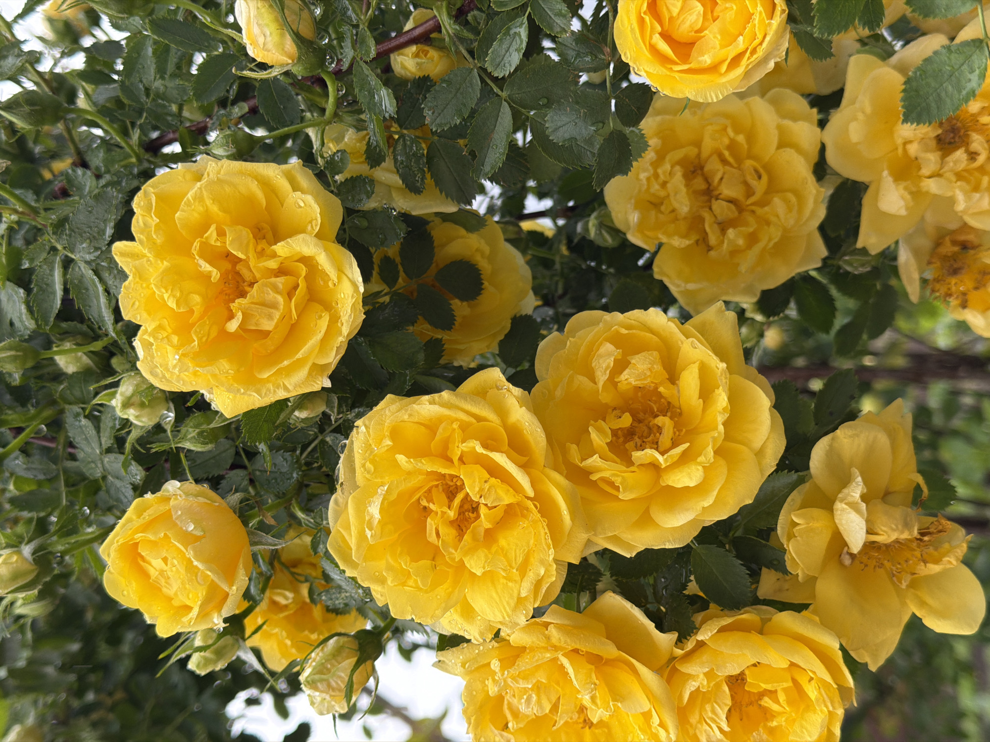 The image shows a cluster of yellow roses in full bloom, with some buds and foliage visible. Water droplets are present on the petals and leaves, suggesting a recent rain or watering. The location is unknown, as is the city of Yuzhny, Russia. There are no people visible in the image.
