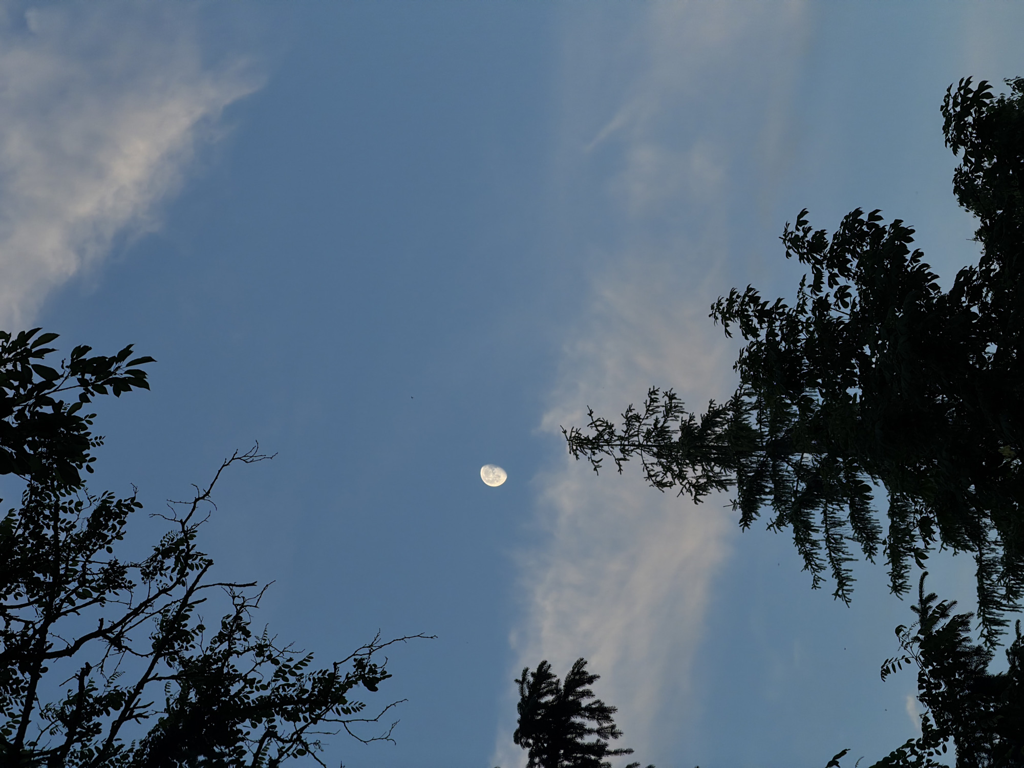 The image presents a serene upward view of a blue sky, framed by the silhouettes of trees, likely captured during late afternoon or early evening. The sky is predominantly clear and a gentle blue, with delicate, wispy white clouds drifting across it, particularly visible in the upper-left and lower-right quadrants.
A distinct, brightly illuminated moon, appearing as a waxing gibbous phase (more than half lit), is the central celestial object, positioned in the upper-middle section of the frame. Its pale glow contrasts softly with the deep blue of the sky.
The dark silhouettes of various tree branches and foliage border the scene. On the left, bare branches and sparse leaves of what appears to be a deciduous tree extend into the frame. On the right, denser foliage and branches, some with needle-like forms, suggest conifers or densely leaved trees. These trees are sharply silhouetted, indicating the light source, likely the setting sun, is behind the viewer or at a low angle.
The scene depicts a peaceful natural landscape, devoid of human activity or visible text. The atmosphere is calm and contemplative, showcasing the natural beauty of the sky and trees during twilight hours. The location context of Cheltuitori, Moldova, suggests a typical rural or forested setting.