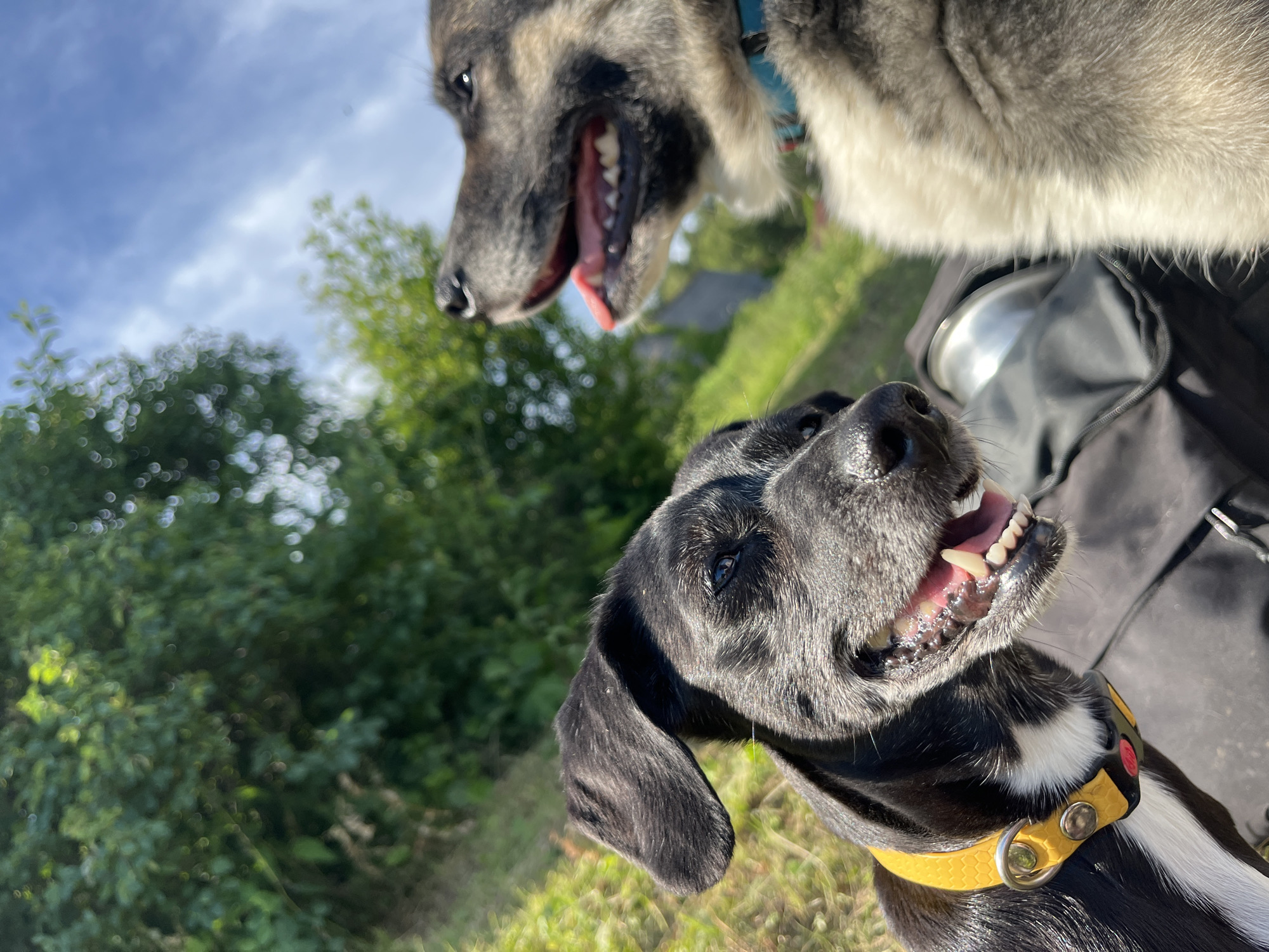 The image shows a close-up, low-angle shot of two dogs outdoors, likely during the daytime given the bright sunlight and blue sky with some clouds. The dog in the foreground is black with a yellow collar and a white chest marking. It is looking towards the camera with its mouth open, panting, and its teeth are visible. Its ears are long and floppy, and one is partially obscuring its eye. The dog in the background is a larger breed with gray, black, and white fur. It is also looking down and to the side, with its mouth open and tongue visible, suggesting it might also be panting or excited. The background is blurred, but appears to be a grassy area with trees and some foliage, suggesting a park or natural setting. A black bag or backpack is visible in the middle ground, partially covered by the dog in the foreground. There is no visible text in the image. The overall mood is one of playful energy and outdoor activity.