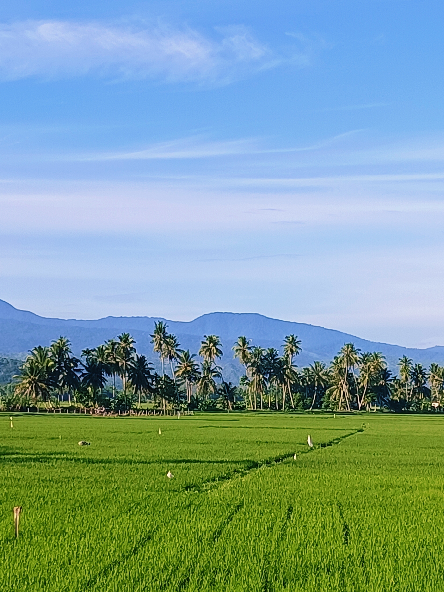 A wide shot captures a lush green rice paddy in Pulo Dayah, Indonesia, under a bright blue sky with sparse white clouds. The foreground is dominated by the vibrant green of the rice plants, with subtle divisions in the field creating a textured pattern. A few birds, possibly egrets, are visible scattered across the paddy. In the middle ground, a dense line of coconut palm trees creates a natural border, their fronds swaying gently. Behind the palms, a range of blue-hued mountains forms the backdrop, their peaks softened by distance. The scene is tranquil and pastoral, indicative of rural Indonesian landscape.