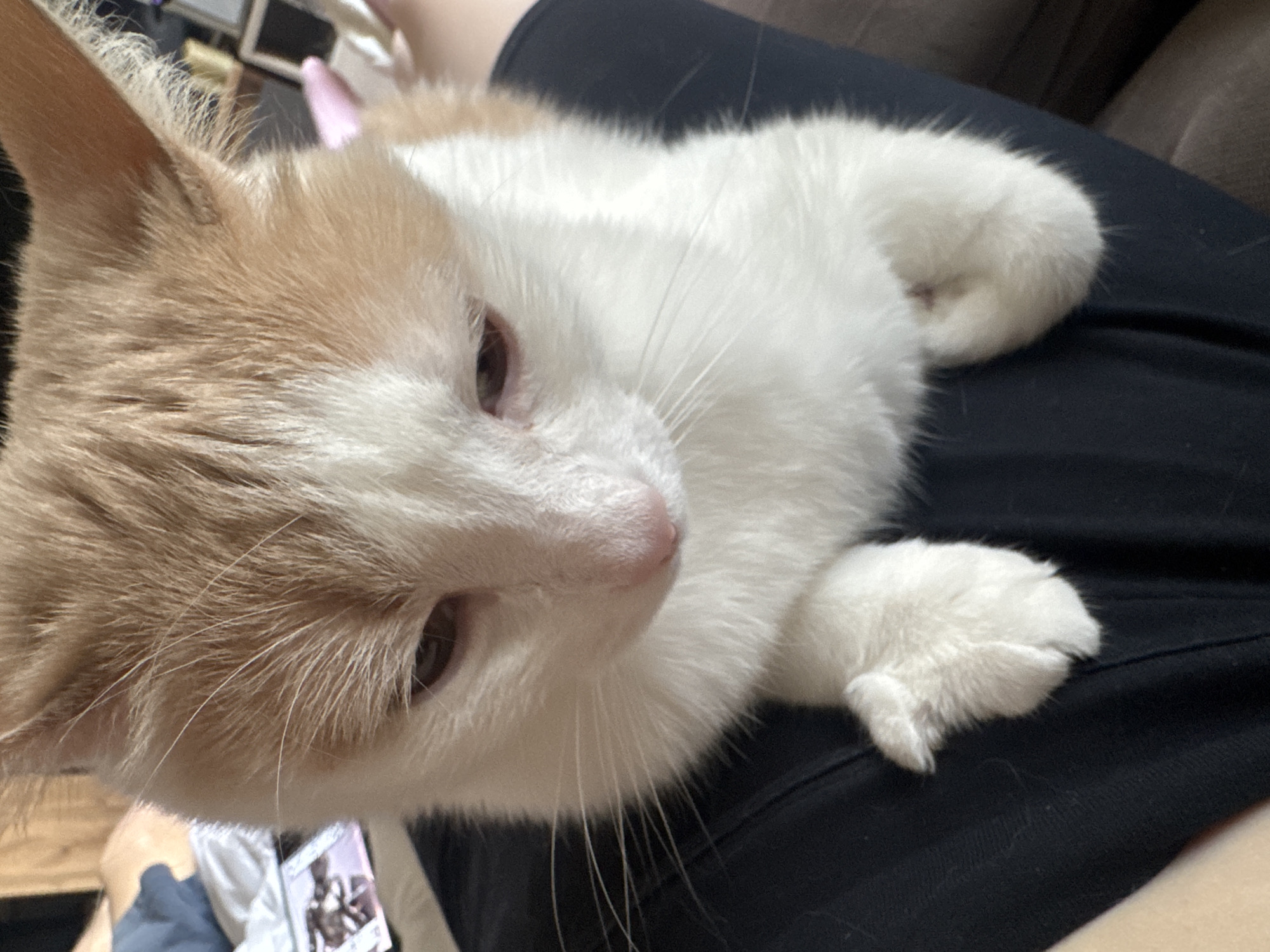 A close-up, overhead shot shows an orange and white cat sitting on a person's lap. The cat is looking down with its eyes partially closed. Its front paws are resting on a black piece of clothing. The background is blurred, but shows a wooden surface and a pink object.