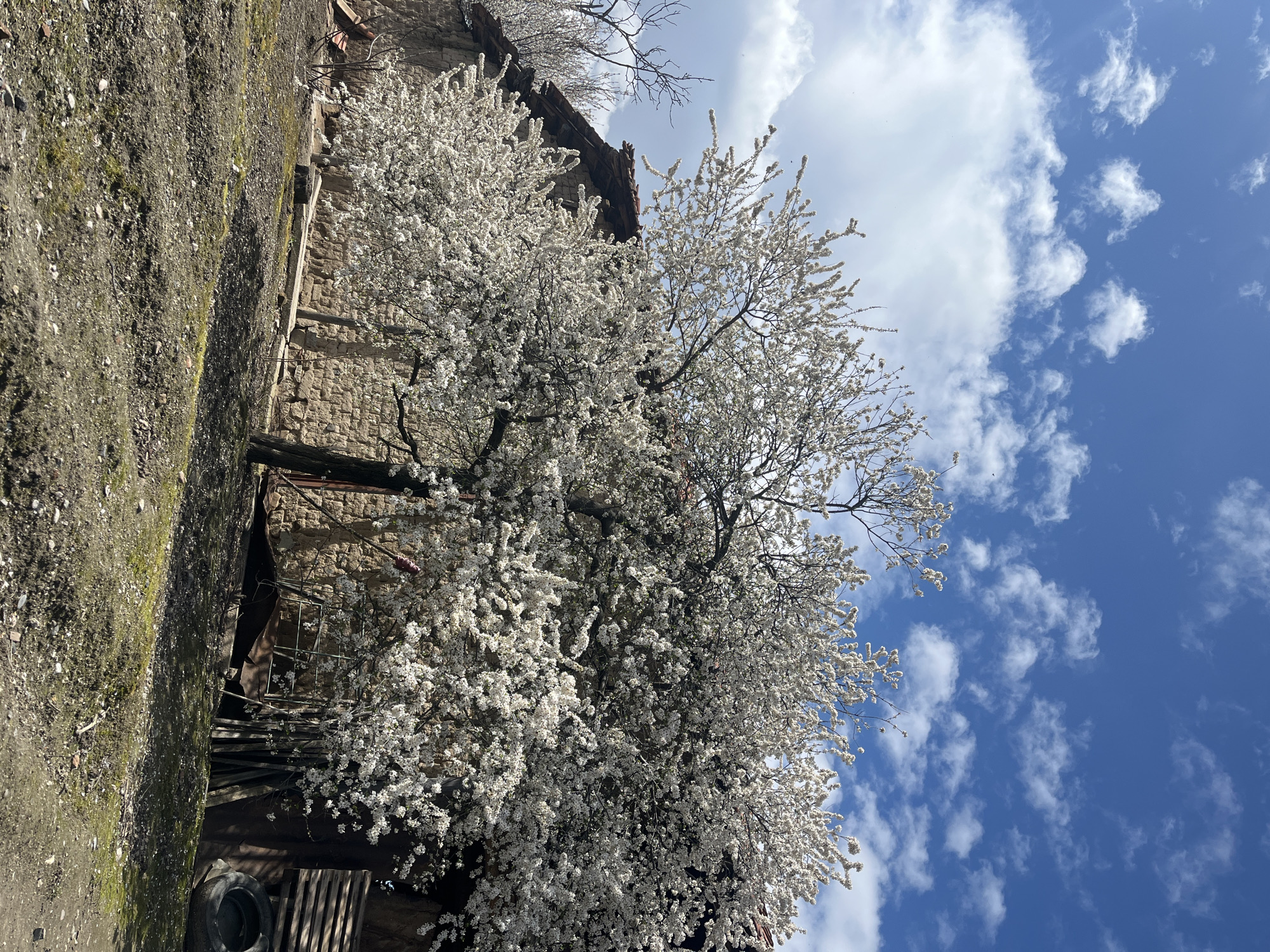 The image depicts an outdoor scene in Razhevo Konare, Bulgaria, on a clear day with a partially cloudy blue sky. The central feature is a large, deciduous tree in full bloom, covered in dense white blossoms, dominating the middle ground and extending into the upper frame. Its branches are visible through the white flowers, and its dark trunk is situated toward the lower center.
Behind the blooming tree, an aged, single-story structure with stone or adobe walls is visible. The roof of this structure features weathered, reddish-brown tiles, some of which appear dislodged or broken. To the left of the main tree, a bare, gnarled tree or large shrub with dark, leafless branches is partially visible.
The foreground consists of uneven, mostly barren earth with patches of sparse green vegetation, possibly moss or grass. Scattered debris, including small stones and soil clumps, is present on the ground. To the right of the main tree, against the wall of the building, a stack of wooden pallets and a single dark vehicle tire are discernible. Further details along the base of the wall include various discarded materials such as pieces of metal framing and possibly other wooden elements. No individuals are present, and no specific actions or interactions are depicted. The scene suggests a rural or semi-rural setting during springtime.