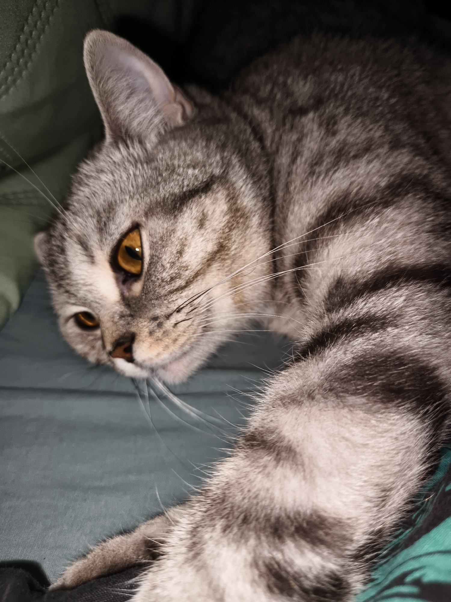 A close-up, eye-level shot captures a tabby cat with striking amber eyes resting on a dark teal fabric surface. The cat's fur is a mix of gray and black stripes. Its head is turned to the left, with one ear pointed upwards and the other slightly folded. The cat's front paw is extended forward and slightly out of focus. The background consists of a dark, out-of-focus surface, possibly fabric or bedding. The lighting is dim, creating a soft focus effect.
