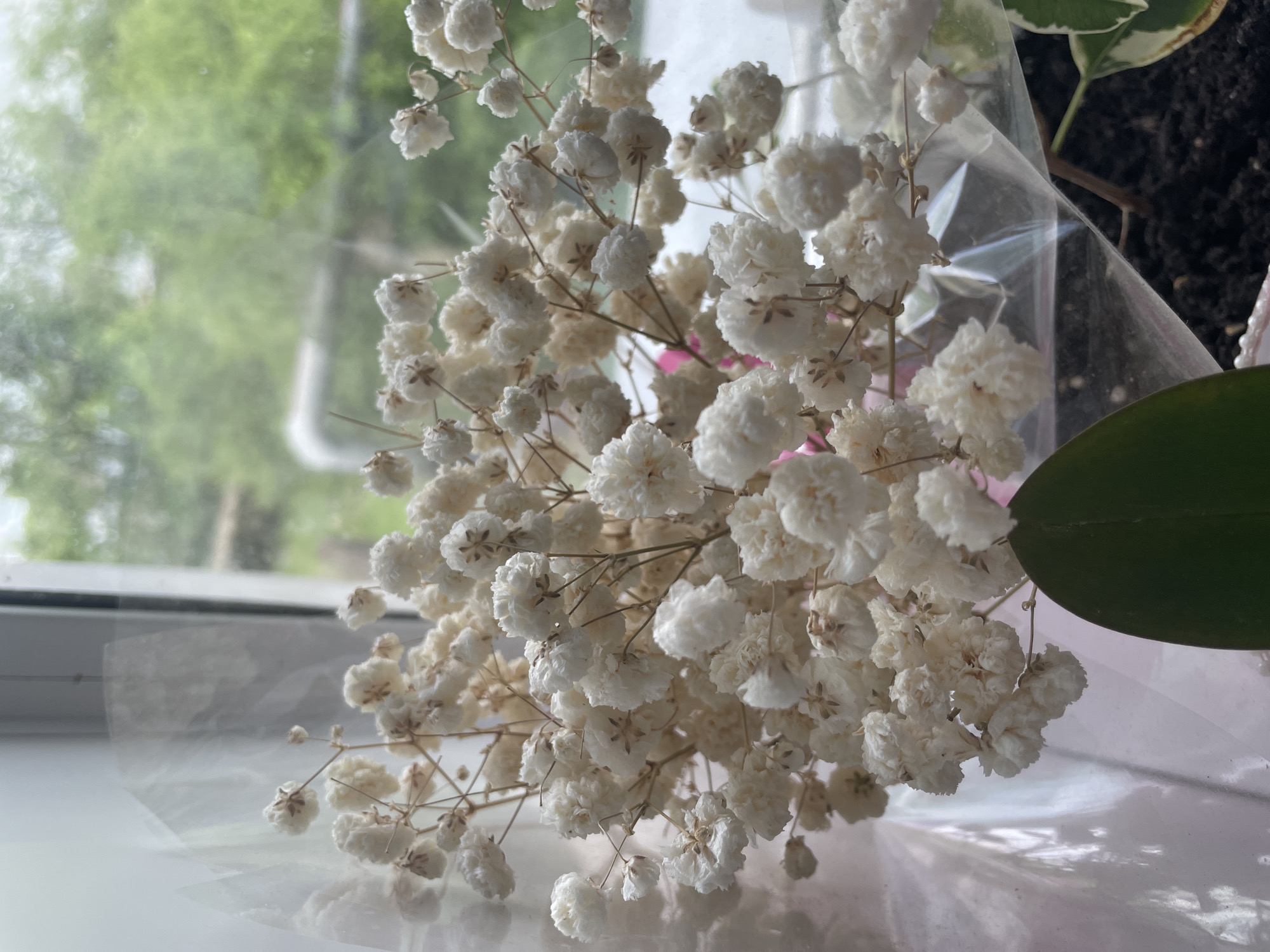 A bouquet of dried baby's breath flowers is shown, delicately arranged and wrapped in clear plastic. The flowers, tiny and white, are clustered together on thin, brittle stems. The bouquet is positioned in front of a window, through which a blurry green landscape of trees and foliage is visible, suggesting an outdoor environment. The lighting is natural, possibly diffused daylight, casting soft shadows on the plastic wrapping. The overall impression is one of delicate beauty and a touch of rustic charm. The scene appears to be indoors, near a window, with the greenery outside suggesting a natural setting.