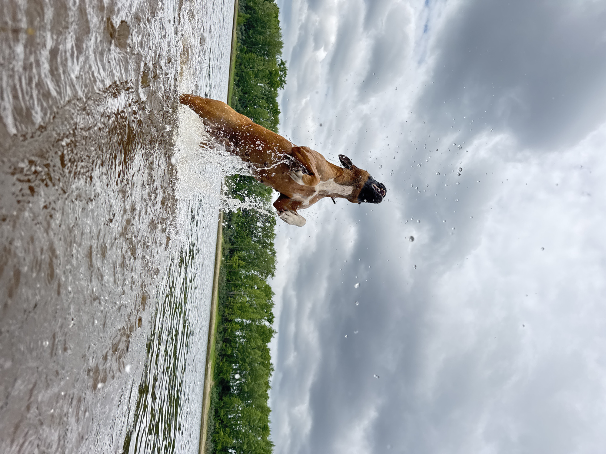 A brown boxer dog leaps out of the water, mid-air, with its mouth open and a spray of water around it. The dog is positioned in the lower center of the frame, jumping upwards. The body of water it is in appears to be a river or lake, with a line of green trees visible on the far bank, suggesting a natural landscape. The sky is overcast with dark, dramatic clouds. The scene is likely outdoors, near a body of water. The image does not contain any identifiable urban landmarks of Chaikovsky, Russia.
