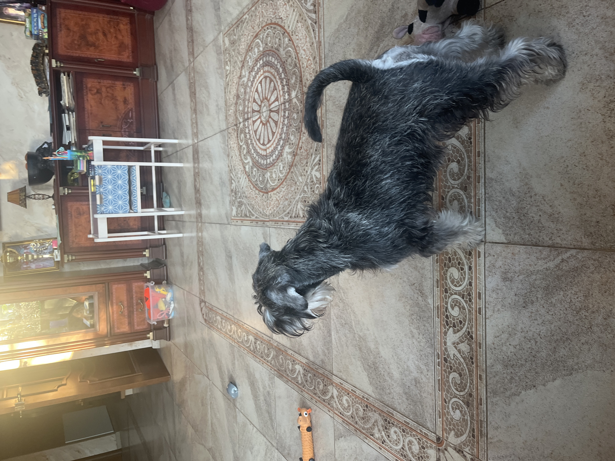 The image shows a Miniature Schnauzer standing on a tiled floor in a room. The dog is facing to the left and appears to be looking at something out of frame. There is a toy on the floor to the left of the dog, and a gray object that may be another toy or a mouse. In the background, there is a large wooden cabinet with glass doors, and a small white table with a chair. The room appears to be a living room or dining room. There are no people visible in the image. The location is not Vladimirovka, Russia, but an indoor domestic setting.