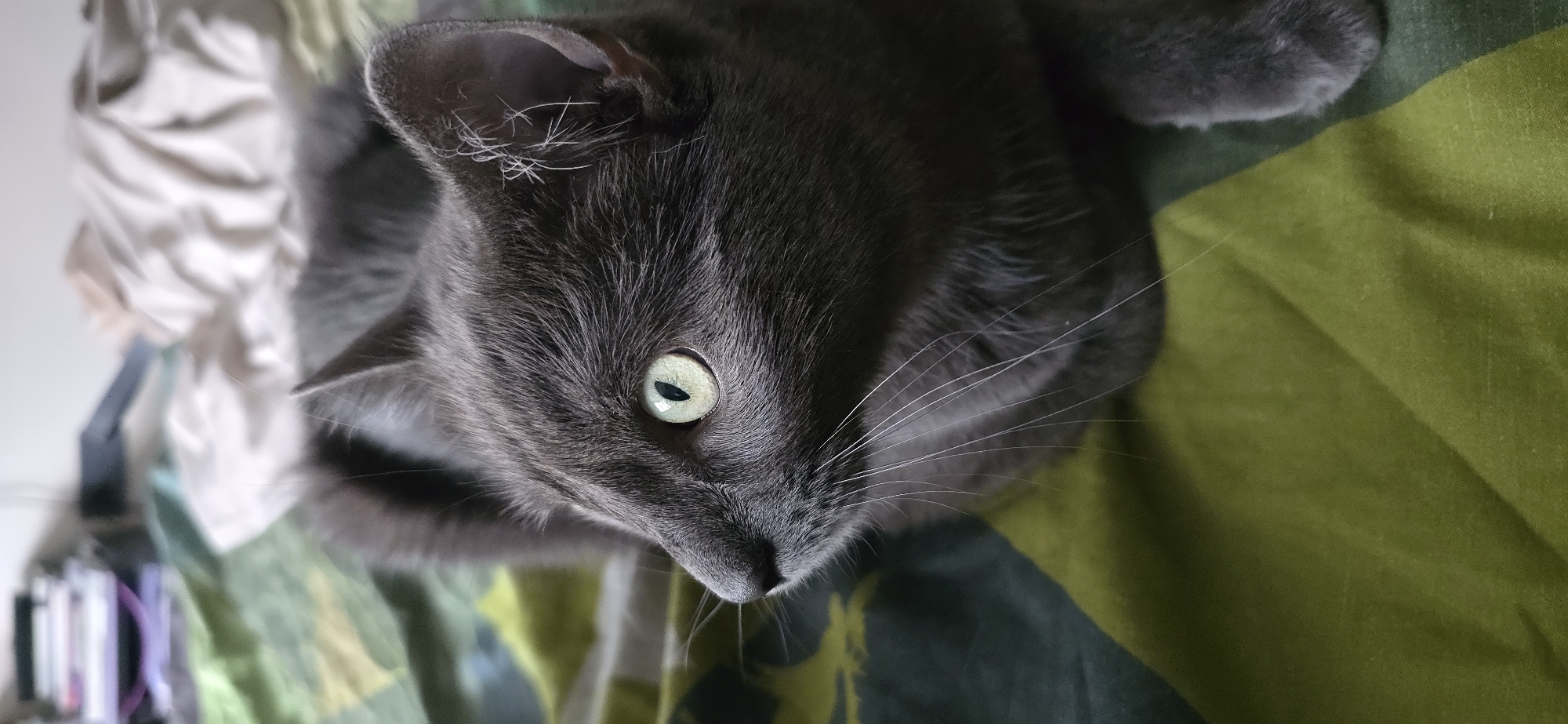 A close-up, eye-level shot shows the left side of a gray cat's face as it lies on a patterned surface. The cat has bright green eyes and a black nose. Its whiskers extend outward from its muzzle. The background is blurred, showing a soft, rumpled surface. The setting is indoors.