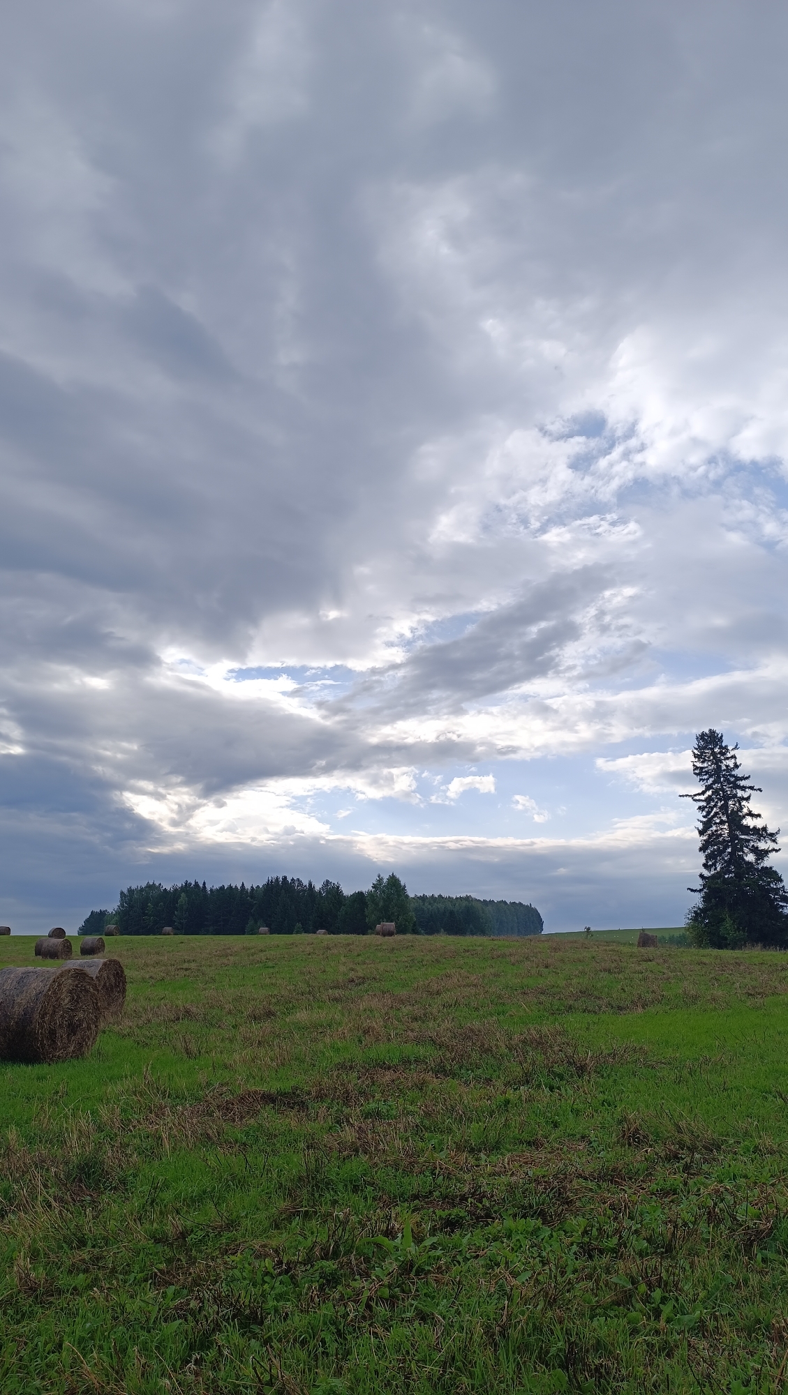 A wide shot captures a rural landscape in Karsha, Russia, under a dramatic, cloudy sky. The foreground is a green field dotted with harvested hay bales, some appearing in clusters and others scattered individually. A line of dense trees forms a dark border across the middle ground, transitioning into a lighter, hazy horizon. A solitary, tall, dark evergreen tree stands prominently to the right of the frame, its silhouette stark against the sky. The overall impression is one of a serene, harvested countryside.