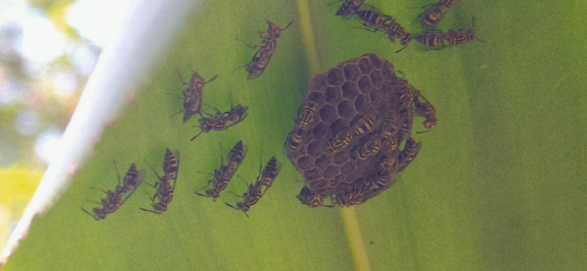 The image shows a wasp nest with several wasps on a green leaf. The nest is made of hexagonal cells and is attached to the underside of the leaf. The wasps are dark brown with yellow stripes. They appear to be active and are moving around the nest. The background is a blurry green, suggesting an outdoor environment. The location is specified as Vallecito, Venezuela.