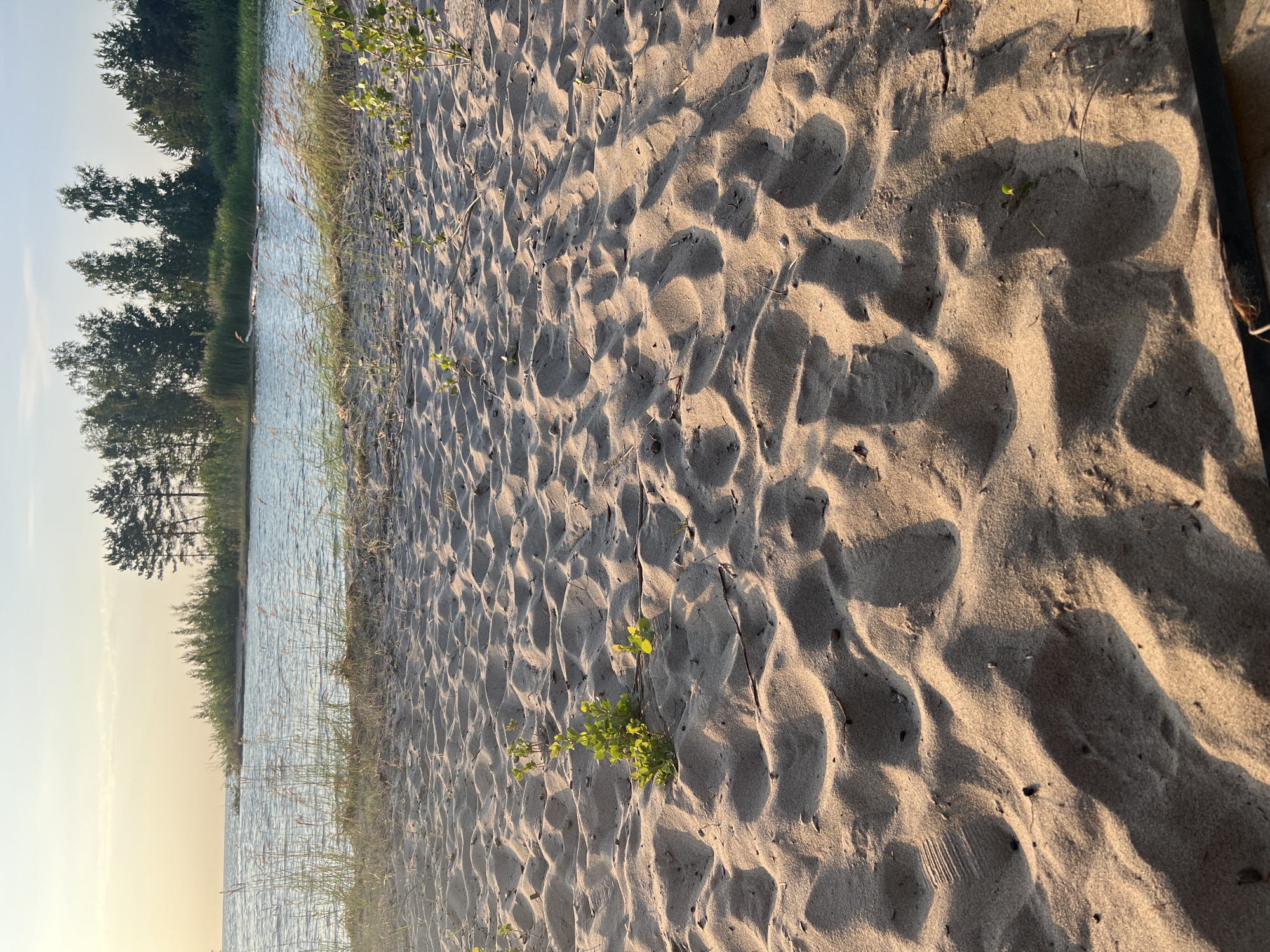 The image depicts a sandy beach on the shore of a body of water, likely a lake or sea. The sand is textured with numerous ripples and undulations, indicative of wind or water movement. Several small green plants are sparsely scattered across the sand. In the background, a line of trees, a mix of coniferous and deciduous, forms a dense border along the water's edge. The water itself appears calm with gentle ripples, and a hazy sky with soft sunlight suggests either sunrise or sunset. There are no visible people or man-made structures on the beach. The overall scene is natural and tranquil.