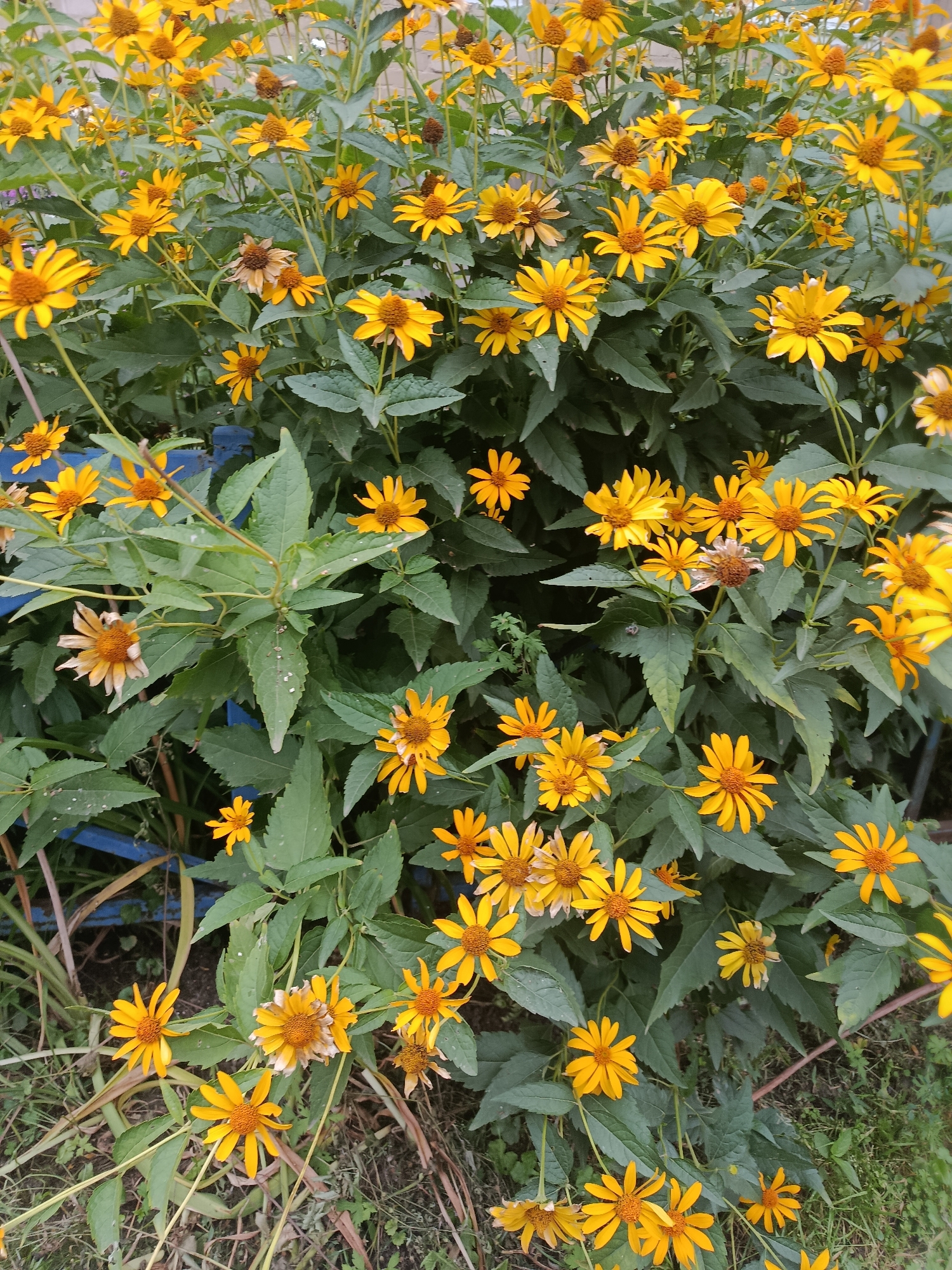 A dense cluster of yellow flowers, likely Jerusalem artichokes or a similar variety, fills the frame. The flowers have bright yellow ray petals and darker yellow to brown centers. They are interspersed with lush green foliage. In the background, a blue object, possibly a bench or part of a structure, is partially visible. The ground is covered with grass and fallen leaves. The scene appears to be an outdoor setting in a park or garden.