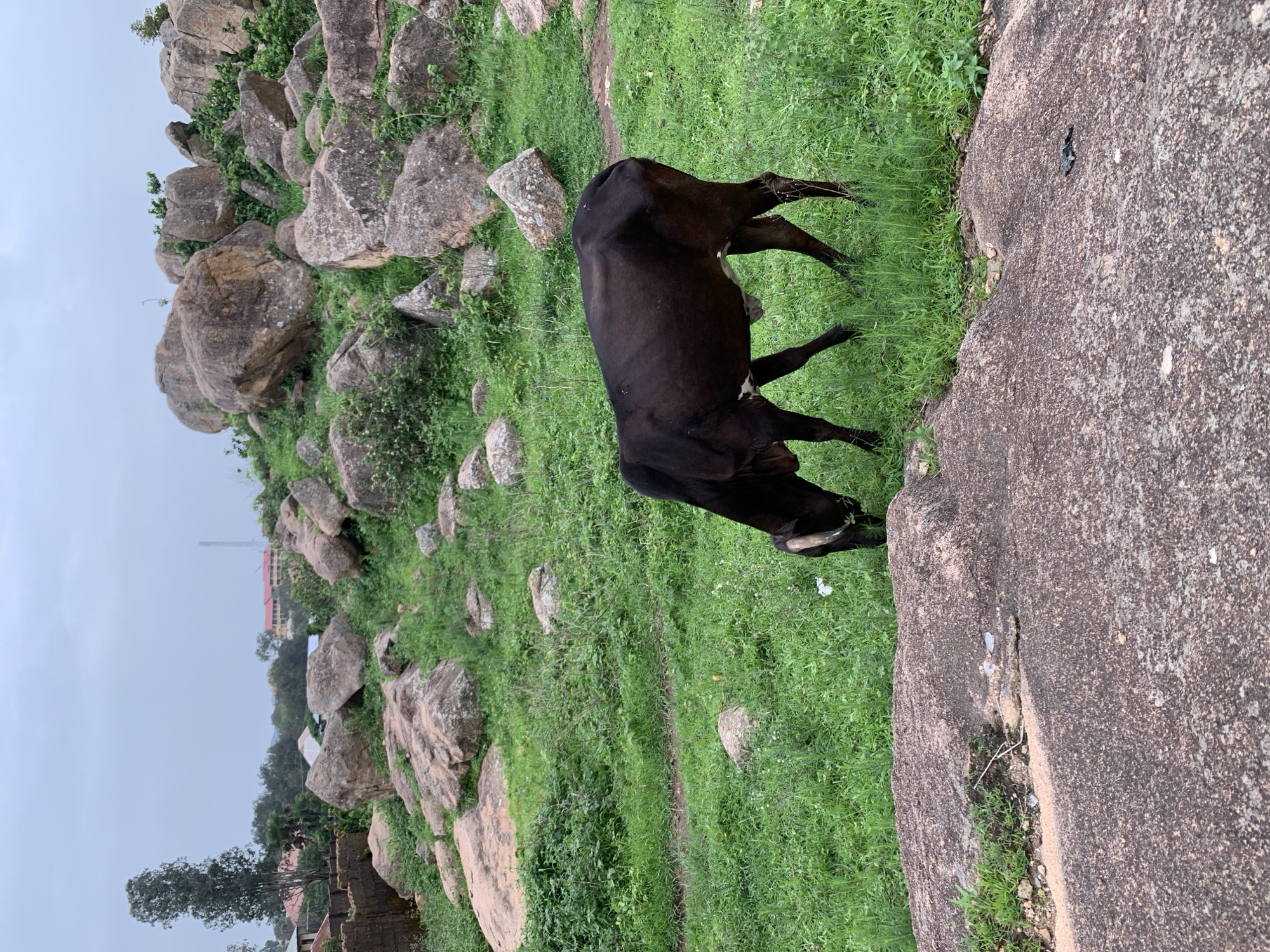 A dark brown cow grazes on green grass in a rocky, outdoor environment, likely on the outskirts of Jos, Nigeria, under an overcast sky. The cow is facing towards the left of the frame, with its head lowered as if eating. In the background, large, weathered rocks are scattered across the landscape, with some vegetation growing between them. A few buildings and trees are visible in the distance, suggesting a semi-rural or peri-urban setting. A dark, rough-textured rock formation occupies the foreground, partially obscuring the lower portion of the cow. The ground is uneven, with patches of exposed earth and scattered stones. The overall scene depicts a natural, uncultivated area.