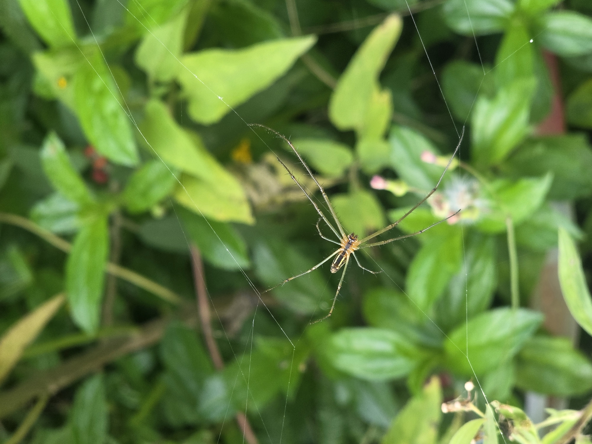 A long-legged spider, likely a type of Tetragnathidae, is suspended in its web amidst lush green foliage. The spider's body is elongated, with a yellowish-brown cephalothorax and a slender, striped abdomen. Its legs are exceptionally long and thin, stretched out in all directions as it rests on the delicate silk threads. The background consists of out-of-focus green leaves, suggesting a natural, outdoor setting. The lighting appears to be natural, possibly overcast, as there are no harsh shadows. The image captures a moment of stillness in the natural world, focusing on the intricate details of the spider and its web. The location is the city of Unknown, Indonesia.