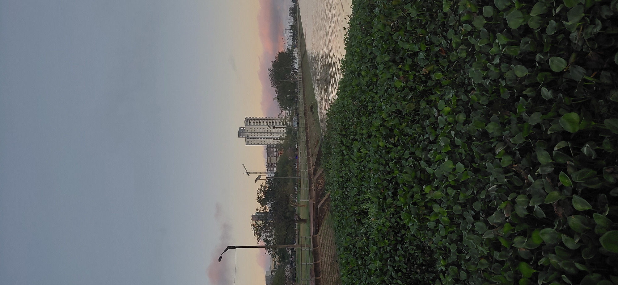 The image shows a waterfront park in Encarnación, Paraguay, during twilight. In the foreground, dense aquatic vegetation, likely water hyacinths, covers the edge of the water. A concrete embankment runs along the water's edge, separating it from a paved walkway. Beyond the walkway, several trees and lampposts are visible, along with a few buildings in the background, including a tall, modern high-rise. The sky is a soft gradient of blue and pink, indicating the end of the day. The water surface is calm, reflecting the muted colors of the sky and the silhouettes of the trees and buildings.