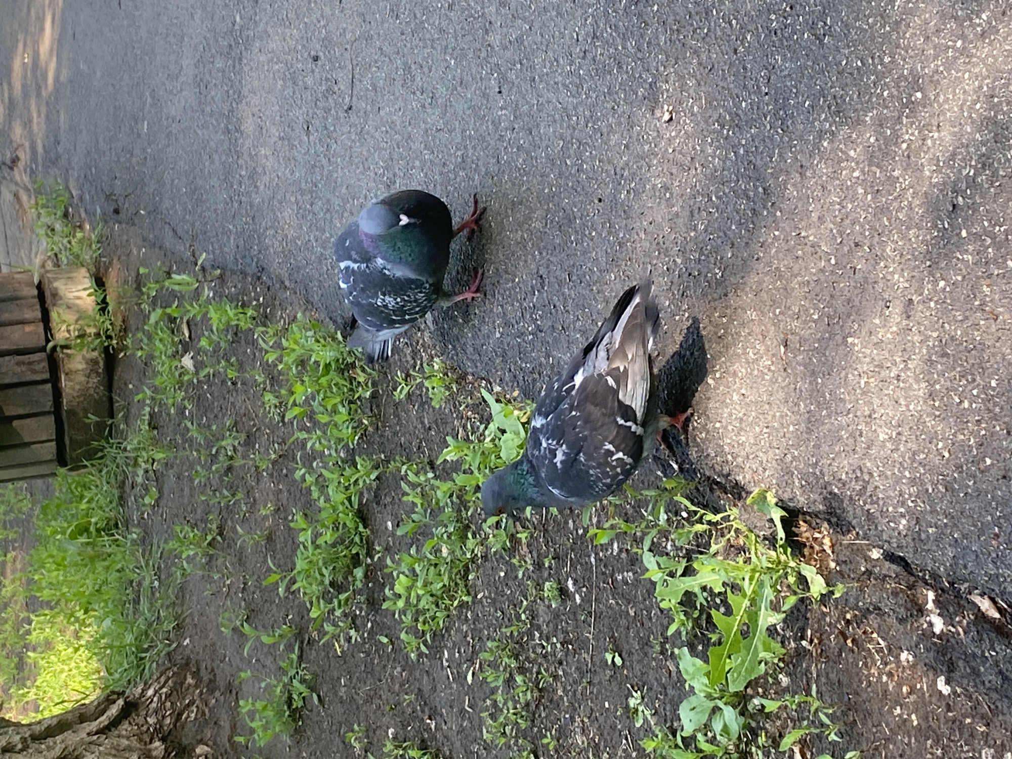 Two pigeons are on a paved walkway next to a patch of dirt with green plants. The pigeon in the foreground is mostly black with white speckles and is facing left. The pigeon in the background is darker with iridescent green and purple feathers on its neck and is facing forward. The walkway appears to be asphalt. In the background, there is a tree trunk on the left and a wooden structure made of logs on the right. The area is outdoors and appears to be a park or public space in Novokuybyshevsk, Russia.