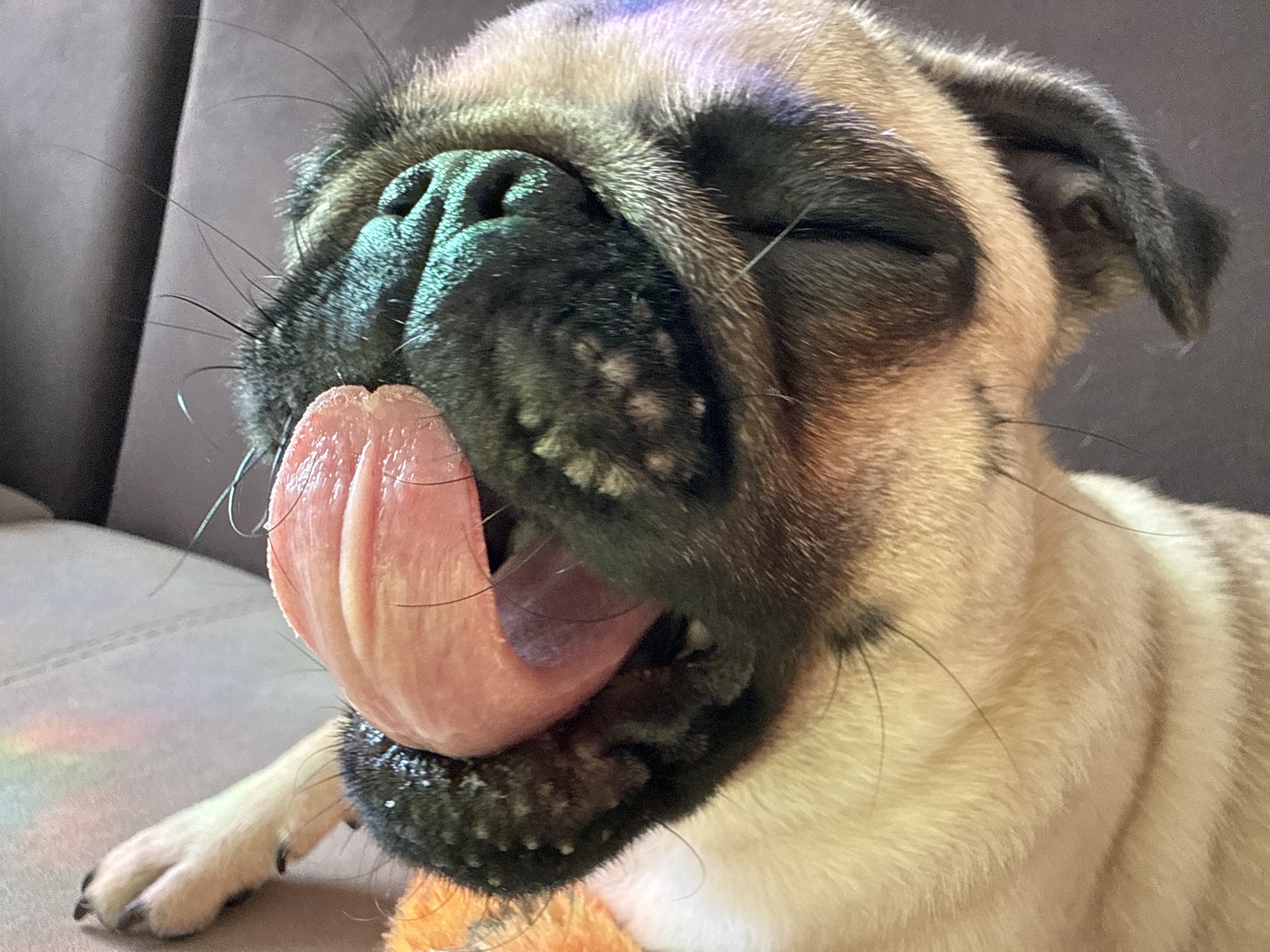 The image shows a close-up of a fawn-colored pug's face. The pug's eyes are closed, and its pink tongue is sticking out, curved upwards. The pug's snout is black with visible wrinkles and facial fur. The background is a blurred, dark gray surface, possibly a sofa. There is a subtle, faint rainbow-colored light reflection on the surface in front of the pug. The lighting suggests an indoor setting, and there are no discernible city elements. The focus is entirely on the pug's face and its action of licking.