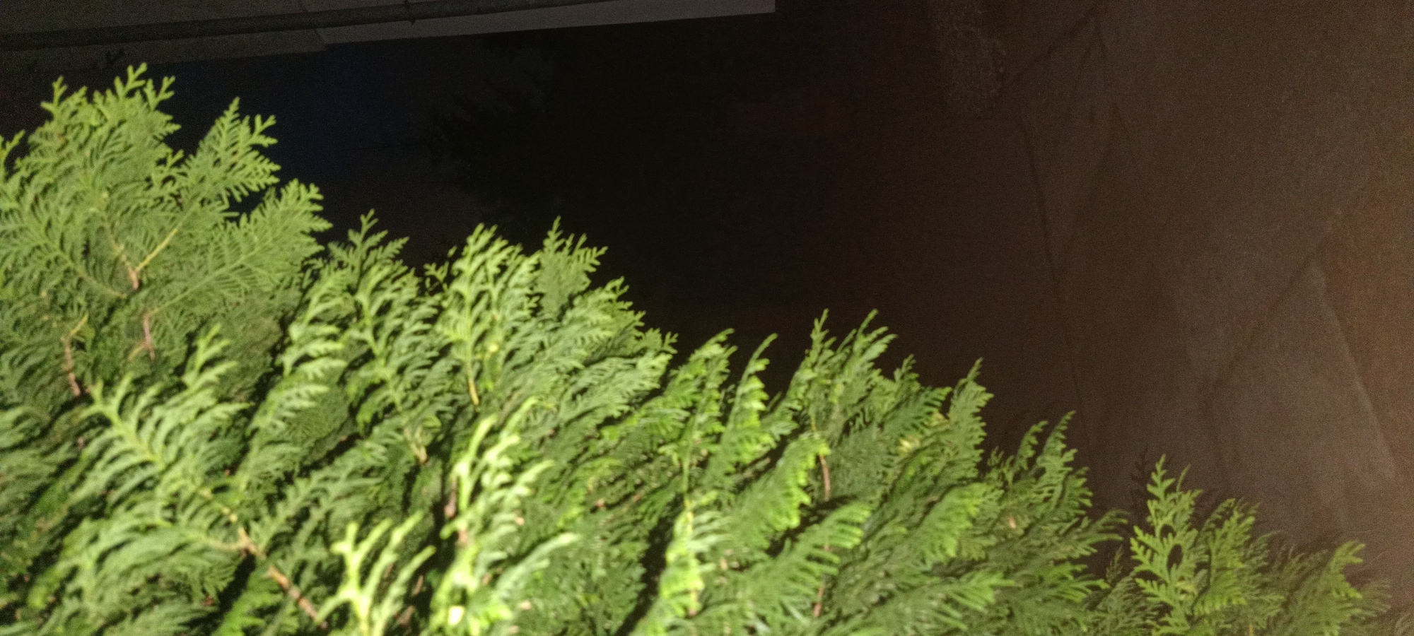 The image depicts a close-up view of the dense, green foliage of a coniferous tree branch. The branch occupies the left half of the frame, with its feathery needles sharply defined against a dark, out-of-focus background. To the right of the tree branch, the background transitions from a deep black to a muddy brown, suggesting an outdoor environment at night or in low light conditions. A lighter, vertical element, possibly a wall or building, is visible on the far right edge of the image. The ground below the tree branch appears to be a paved surface, with visible texture and subtle variations in color. There are no people or animals present in the image, nor any discernible human activity. The scene appears to be a quiet, natural or semi-natural setting within the city of Świnoujście, Poland.